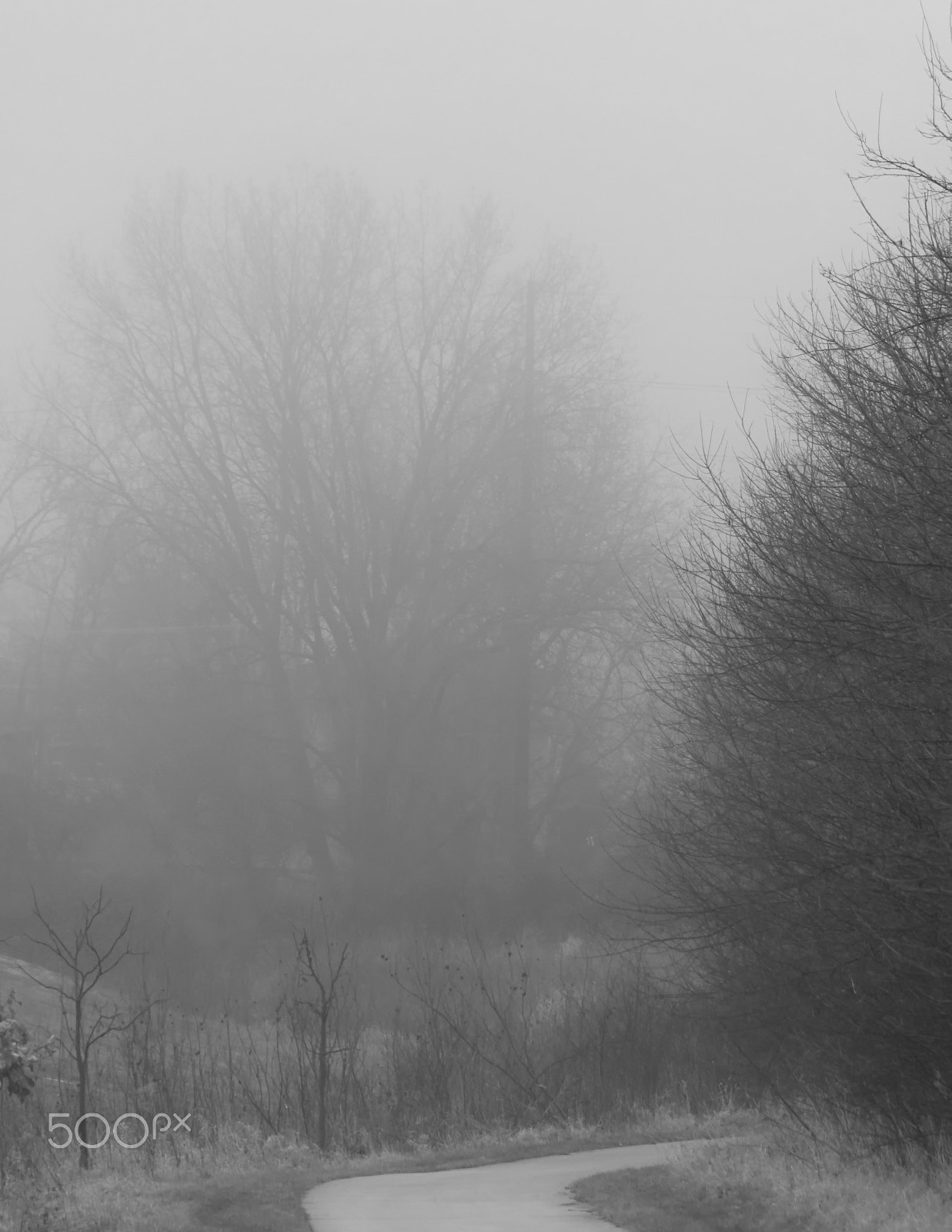 Canon EOS 760D (EOS Rebel T6s / EOS 8000D) sample photo. Into the fog photography