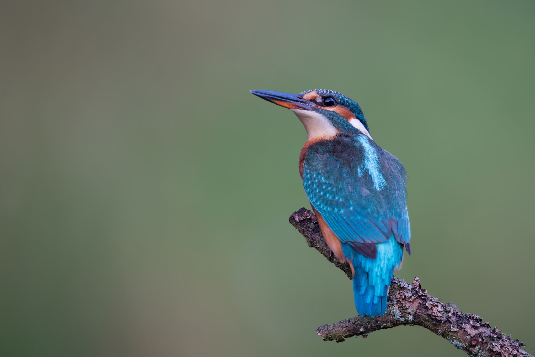 Sony a7R II + Sony 500mm F4 G SSM sample photo. Kingfisher photography