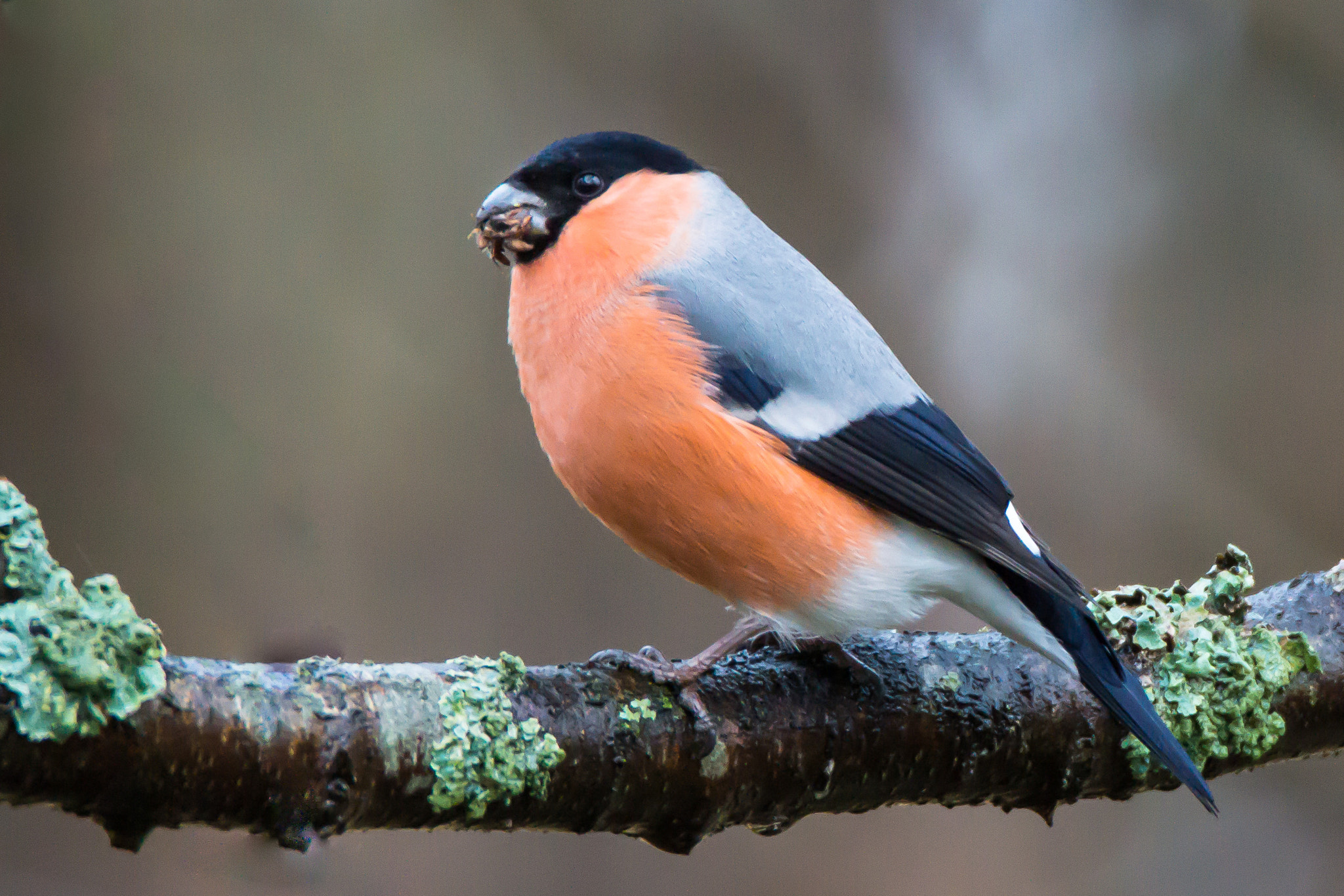 Sony SLT-A65 (SLT-A65V) + Tamron SP 150-600mm F5-6.3 Di VC USD sample photo. Bullfinch photography