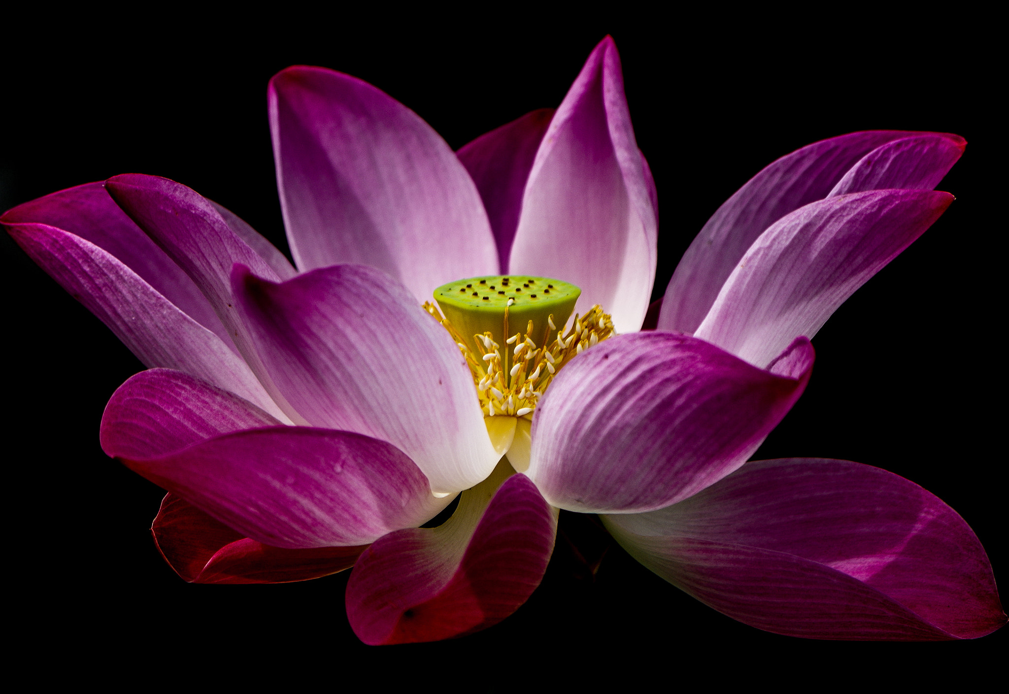 smc PENTAX-DA L 50-200mm F4-5.6 ED sample photo. Cradle photography