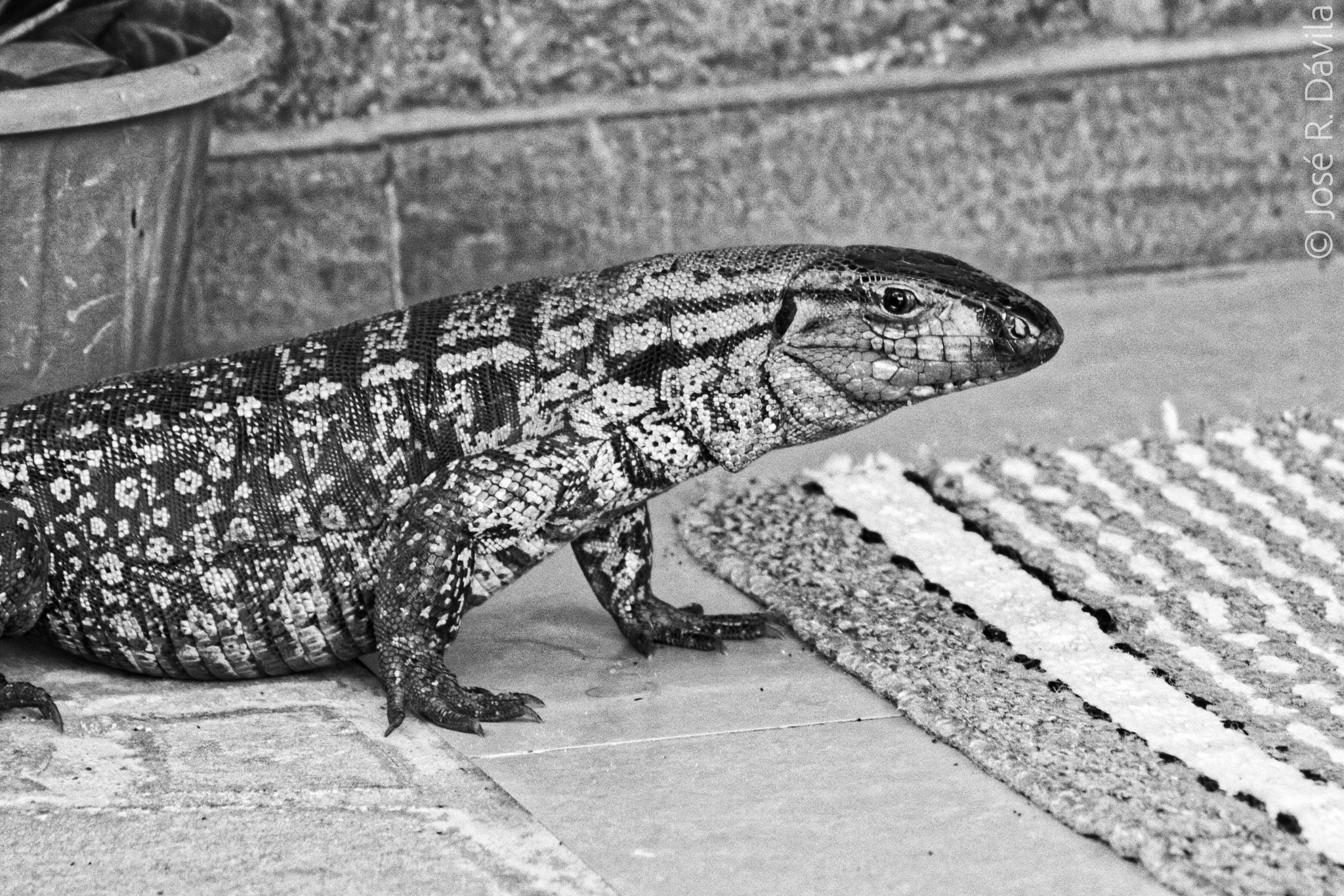 Canon EF 75-300mm f/4-5.6 USM sample photo. Lizard black and white photography
