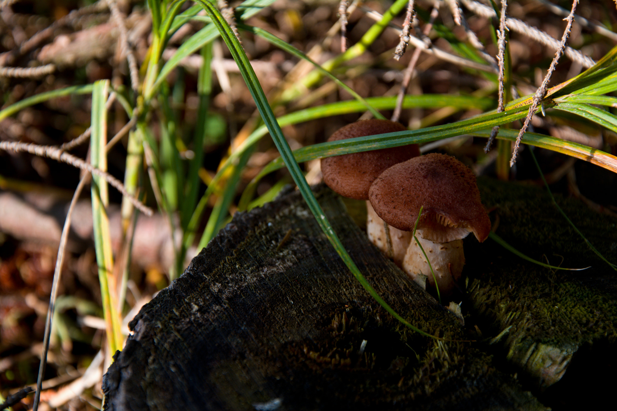 18.00 - 105.00 mm f/3.5 - 5.6 sample photo. Mushrooms photography