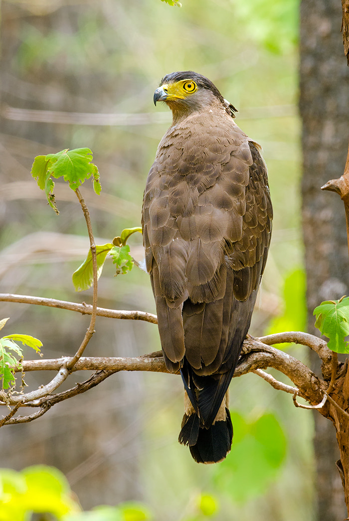 Nikon D7000 + Nikon AF-S Nikkor 500mm F4G ED VR sample photo. Crested serpent eagle photography