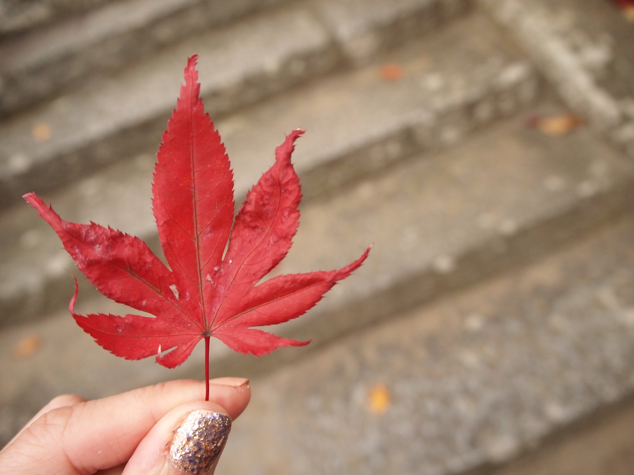 Olympus PEN E-P2 sample photo. Maple photography
