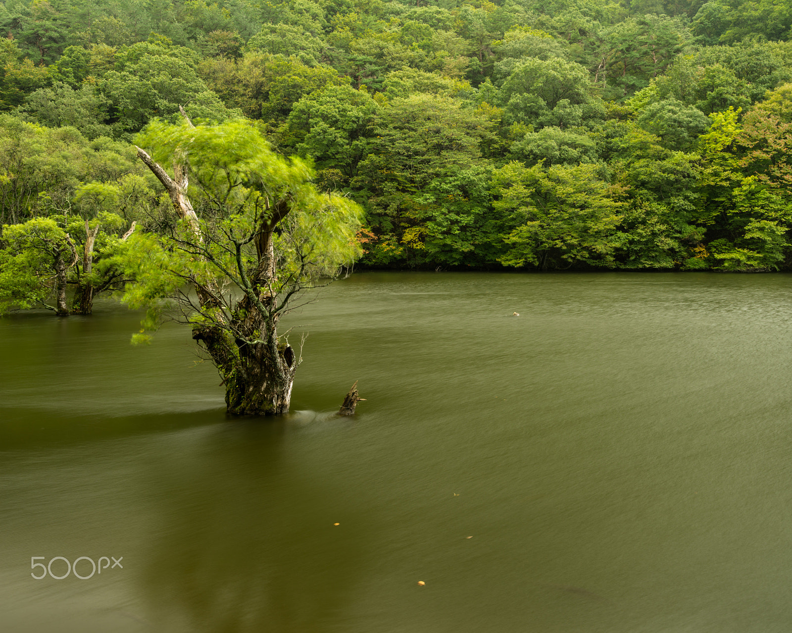 HD Pentax-DA645 28-45mm F4.5ED AW SR sample photo. A living photography