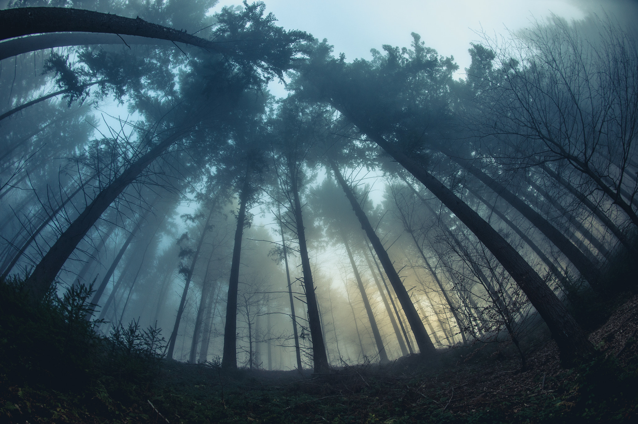 Nikon Df + Nikon AF Fisheye-Nikkor 16mm F2.8D sample photo. Misty forest photography