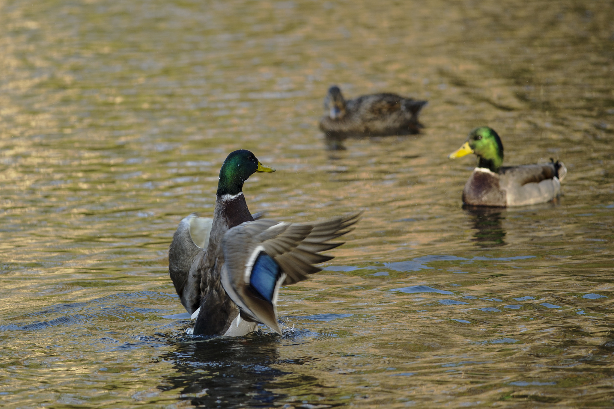 Nikon D3S + Nikon AF-S Nikkor 300mm F4D ED-IF sample photo. Show off photography