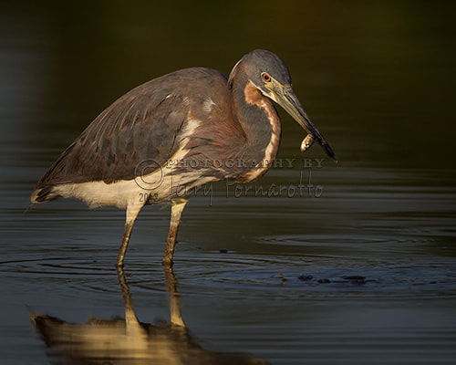 Canon EF 600mm f/4L IS sample photo. Tricolored heron with small fish photography