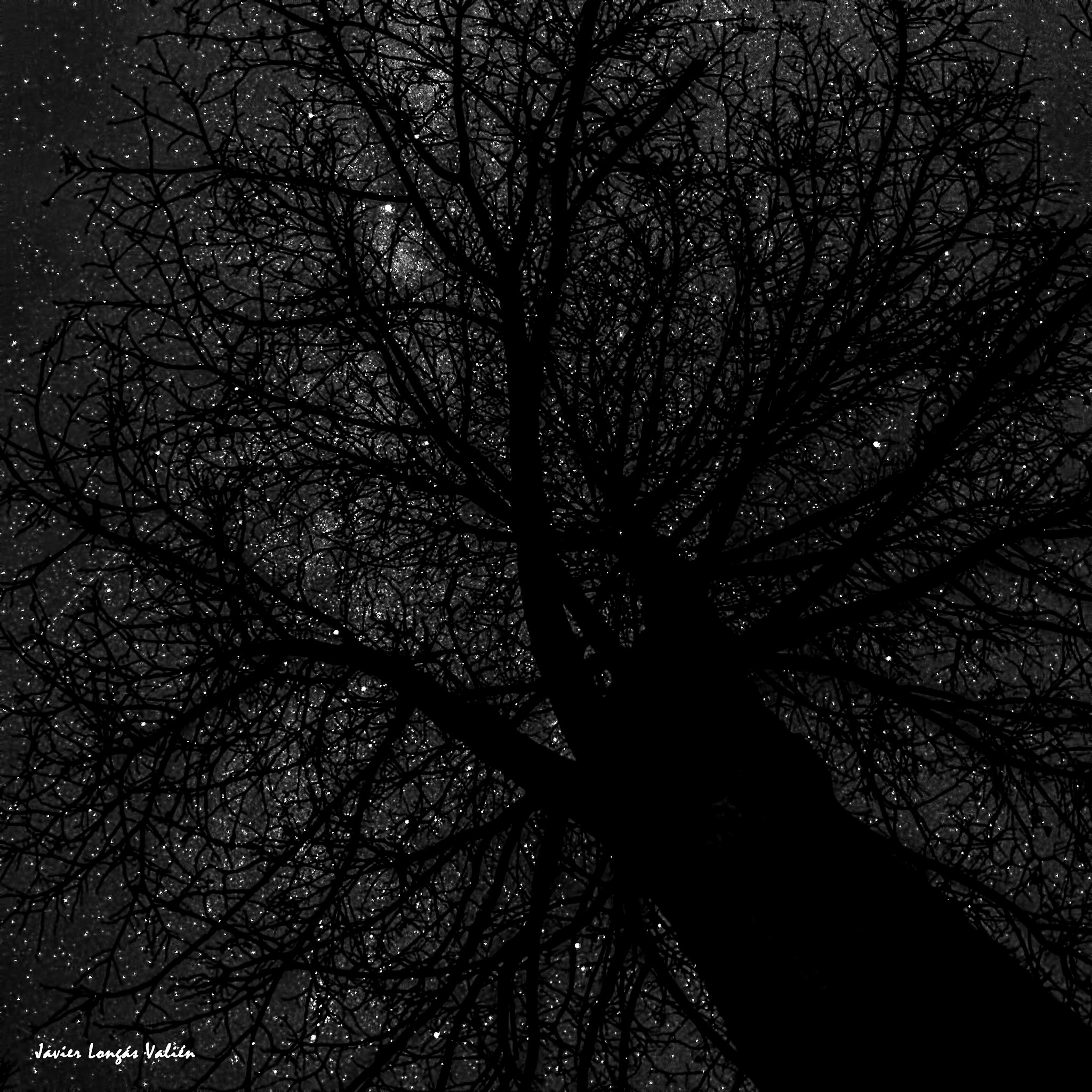 Nikon D3X + Sigma 10mm F2.8 EX DC HSM Diagonal Fisheye sample photo. Tree light photography