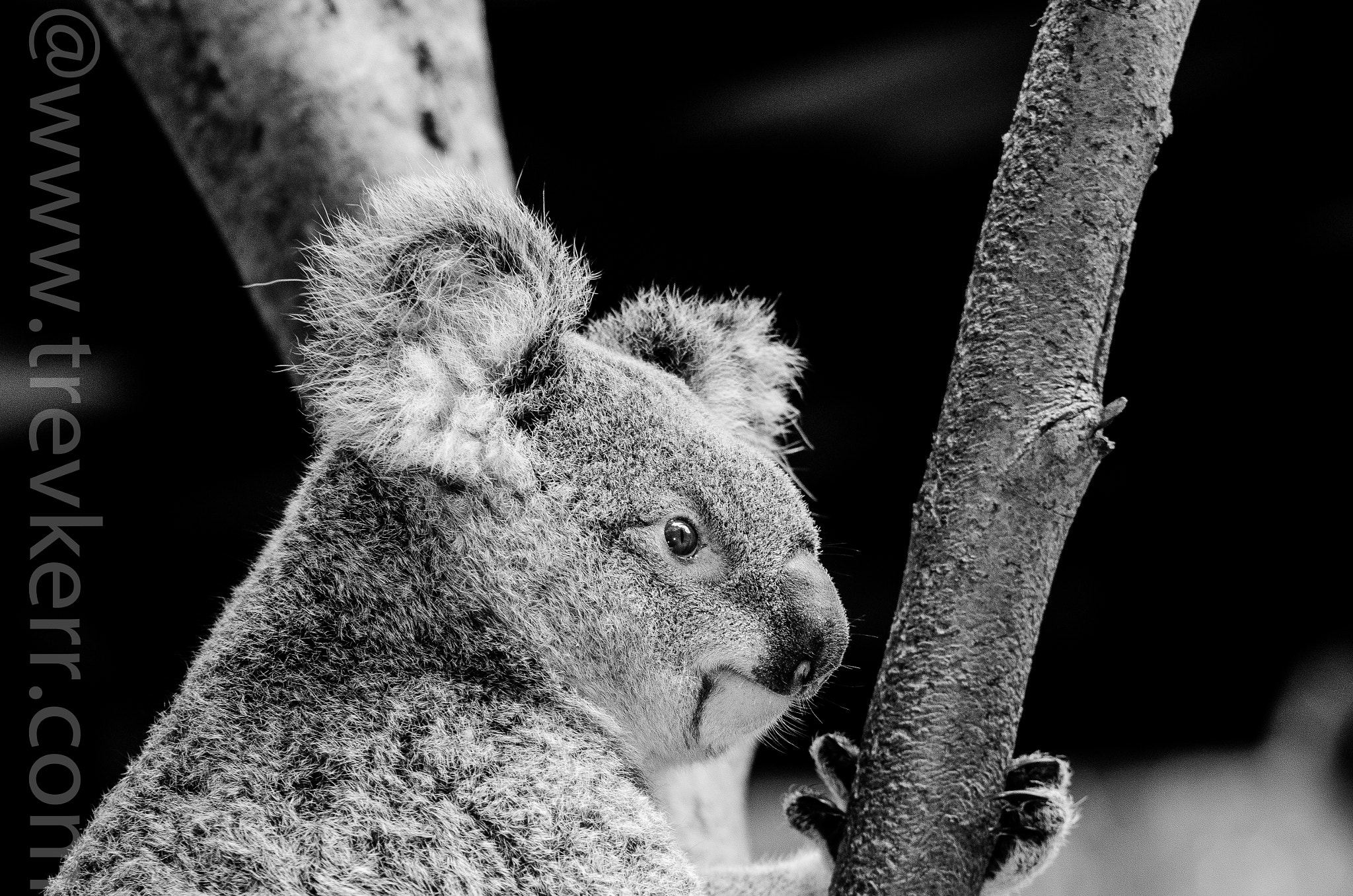 Nikon D7000 + Sigma 70-210mm F2.8 APO sample photo. Koala photography
