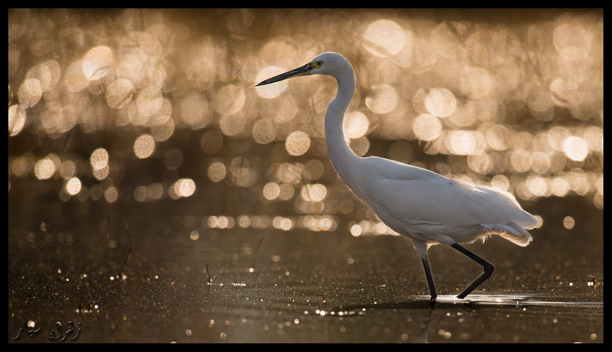 Nikon D750 + Nikon AF-S Nikkor 600mm F4G ED VR sample photo. Golden hour !! photography