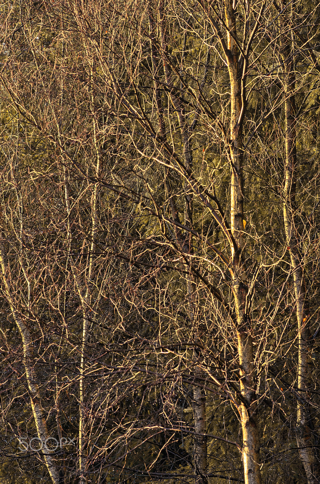 Pentax smc DA* 300mm F4.0 ED (IF) SDM sample photo. Forest photography