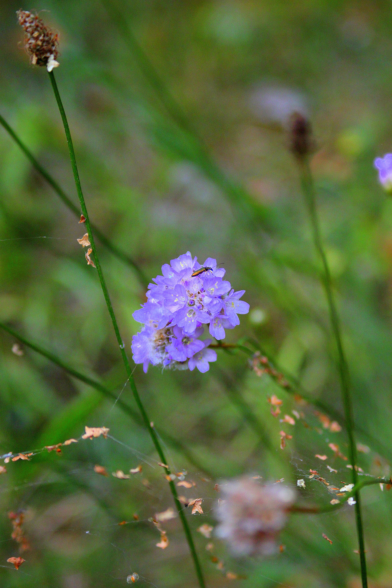Canon EF 28-90mm f/4-5.6 sample photo. Flower photography