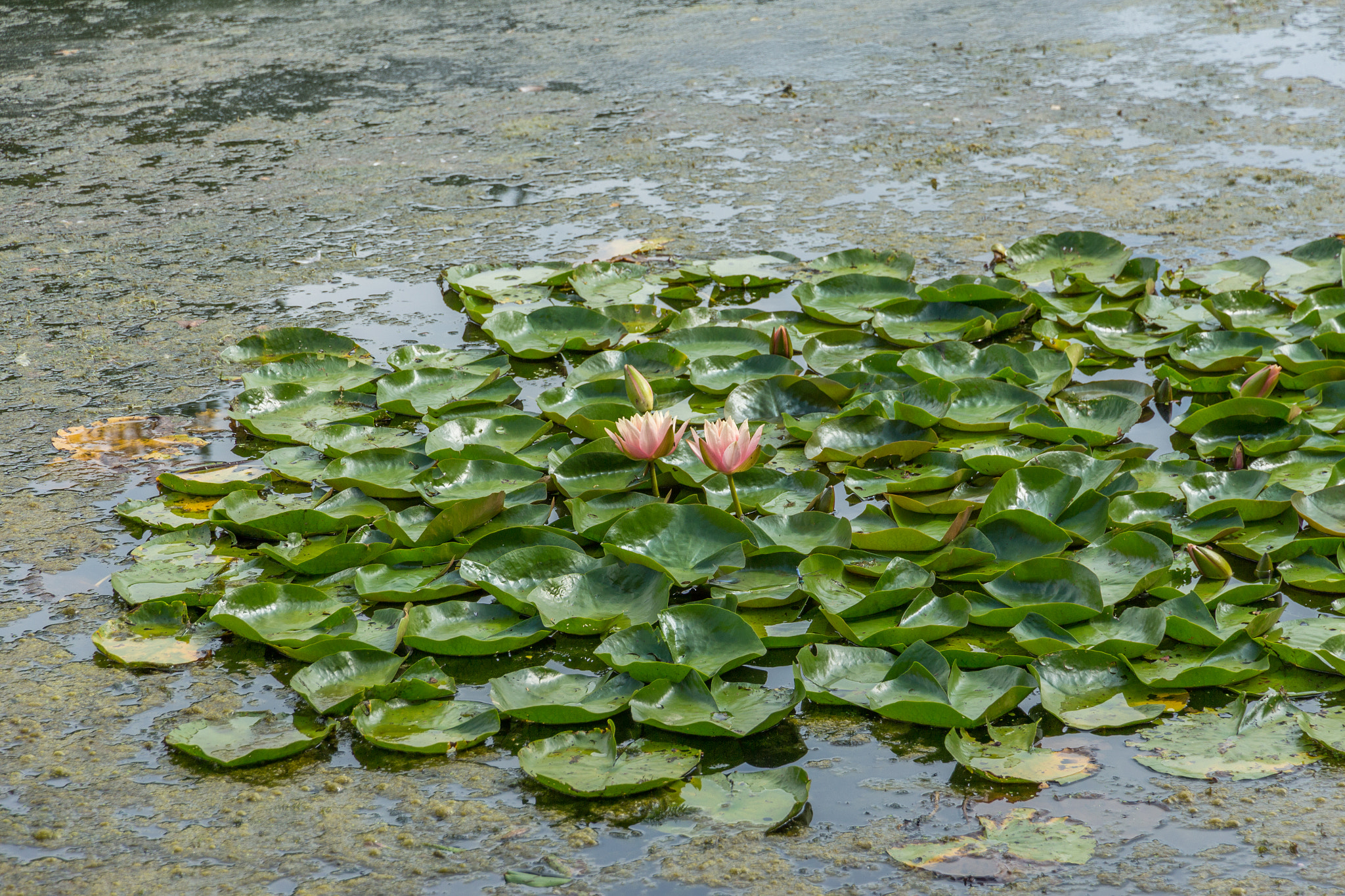 Canon EOS 650D (EOS Rebel T4i / EOS Kiss X6i) sample photo. Lily pad photography