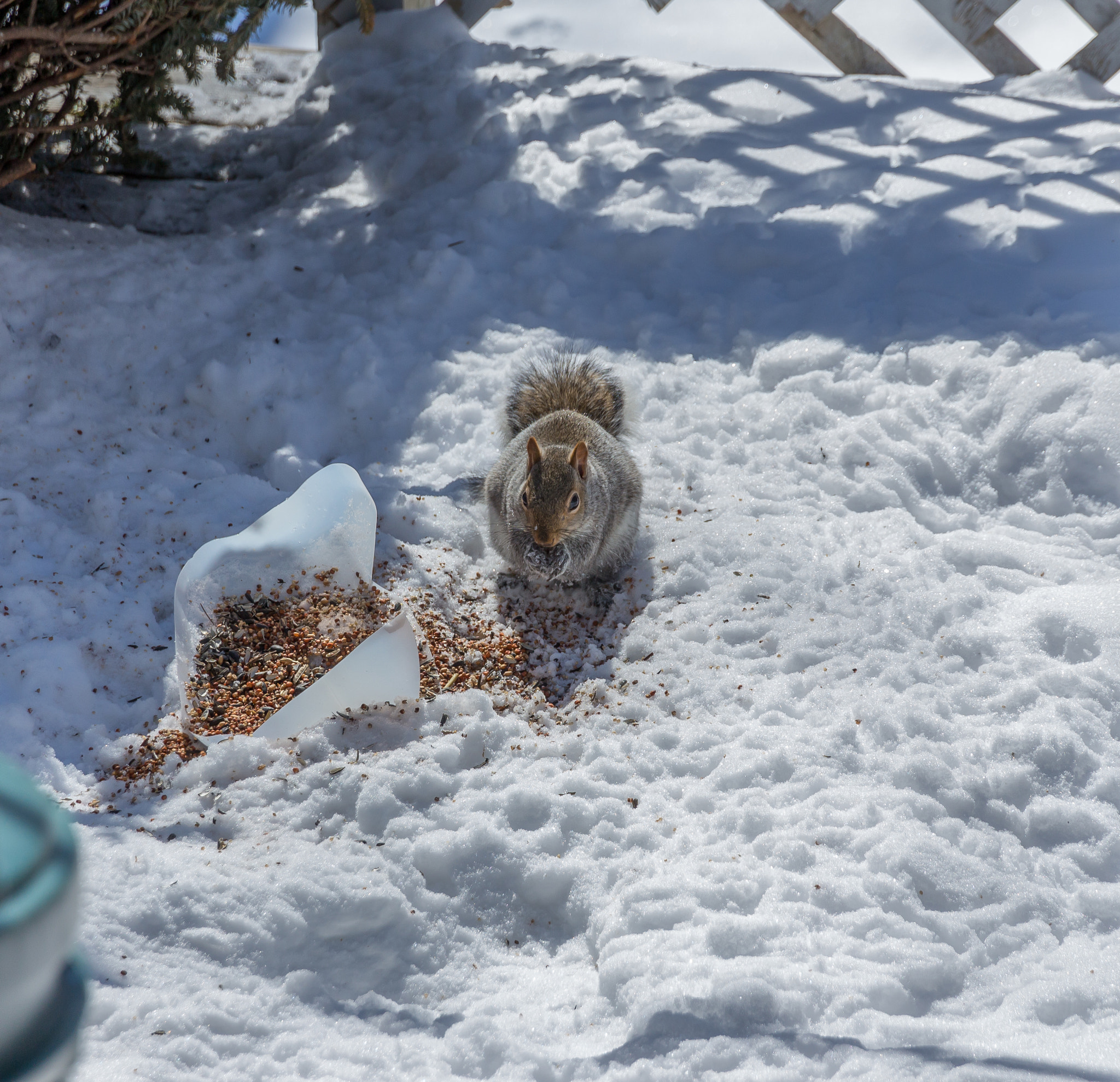 Canon EOS 650D (EOS Rebel T4i / EOS Kiss X6i) sample photo. Squirrel eating photography