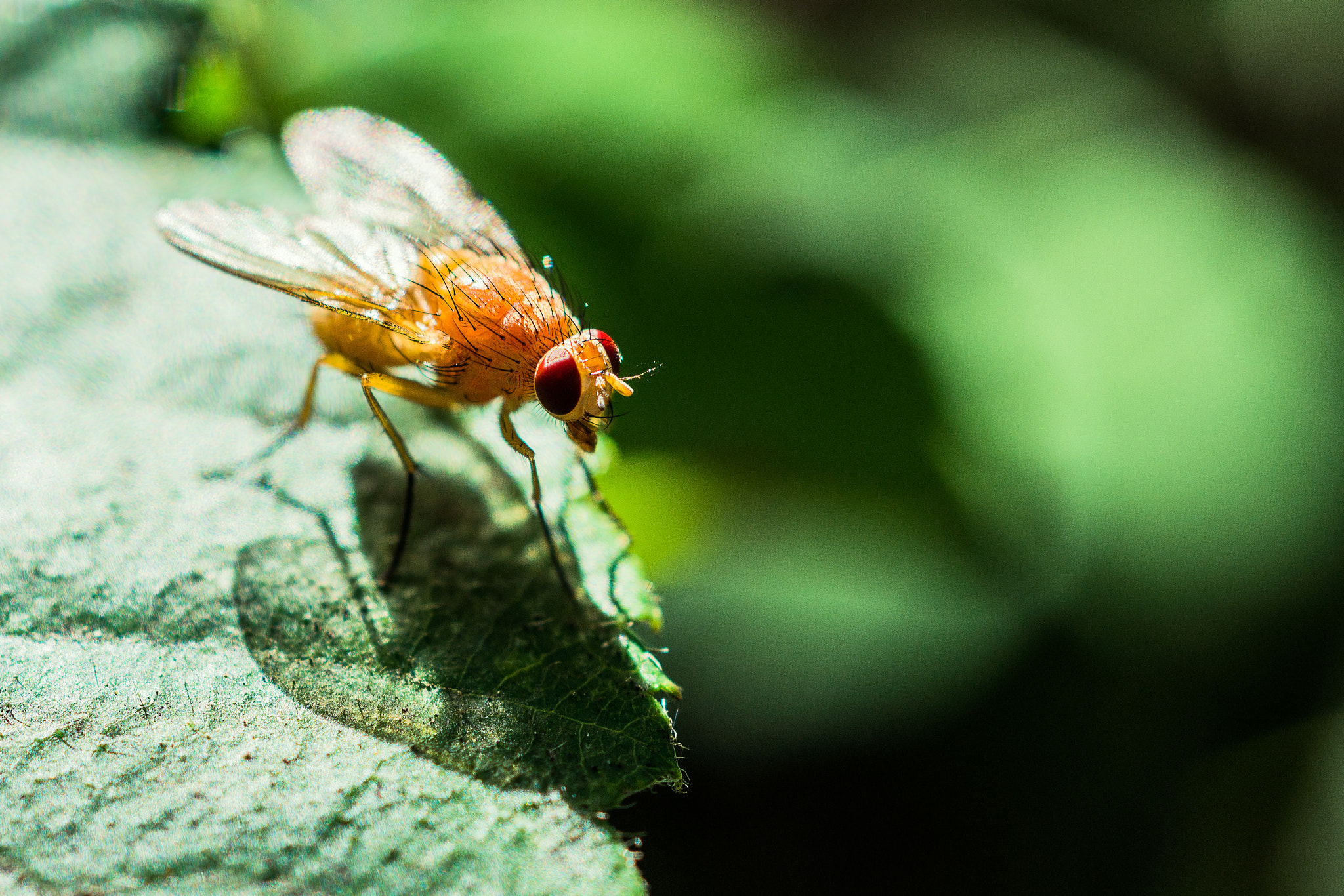 MACRO 50mm F2.8 sample photo. Mosca/fly photography