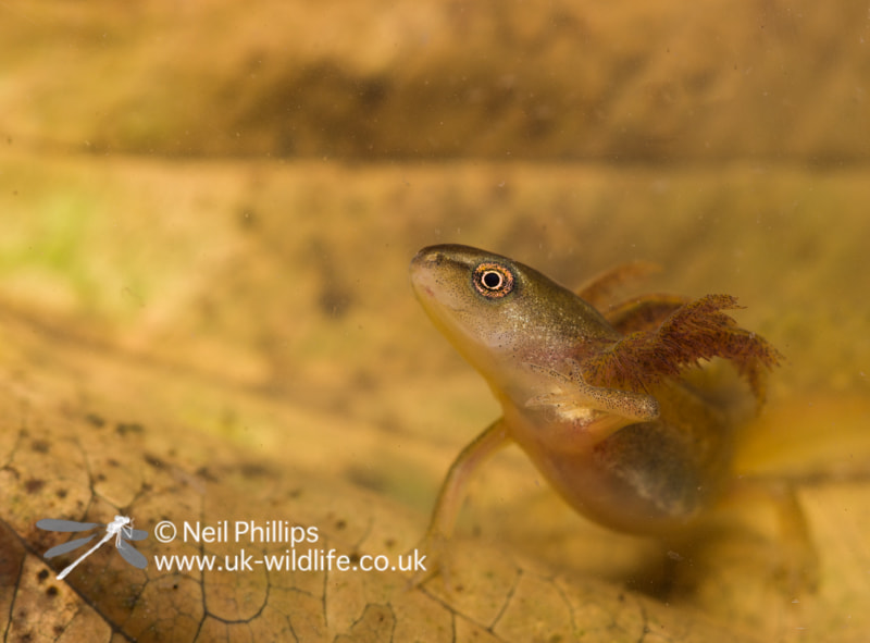 Pentax smc D-FA 100mm F2.8 macro sample photo. Smooth newt tadpole in photo aquarium photography
