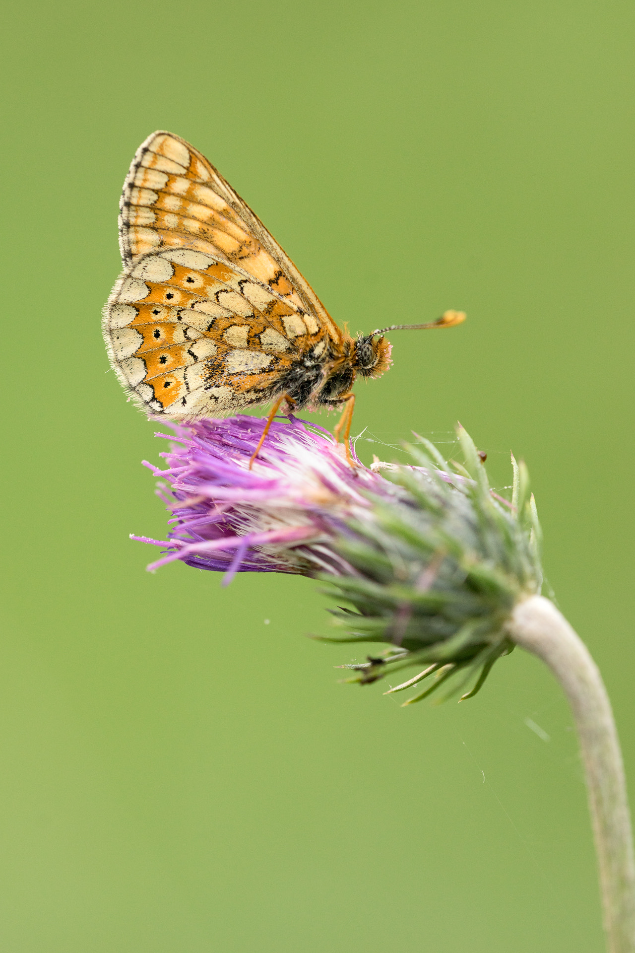 Sigma 150mm f/2.8 EX DG OS HSM APO Macro sample photo. Euphydryas aurinia photography