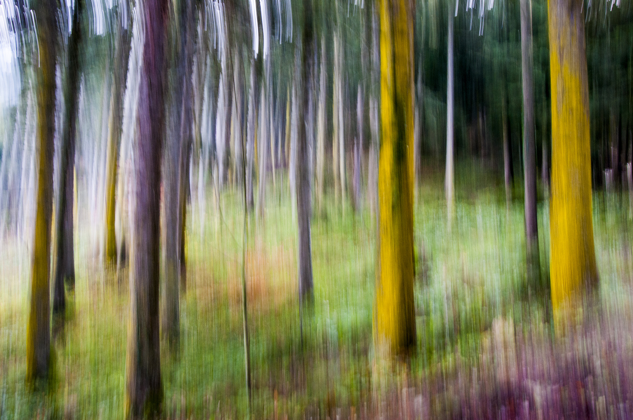 Nikon AF Nikkor 24-85mm F2.8-4D IF sample photo. Ormandan kesit photography