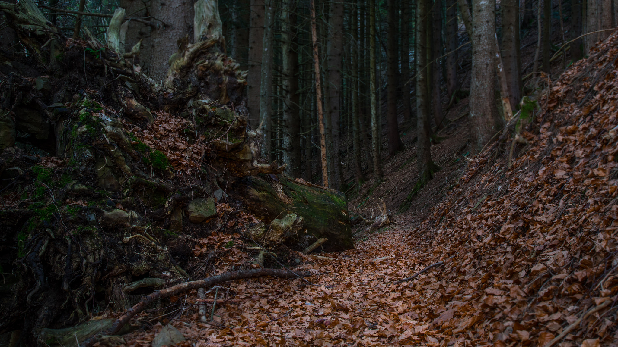 Pentax K-3 II sample photo. This is the way photography