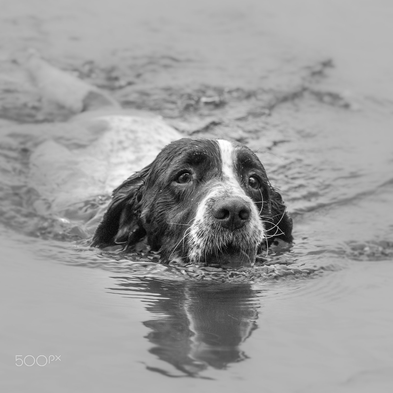 Sigma 70-200mm F2.8 EX DG OS HSM sample photo. Monty b&w photography