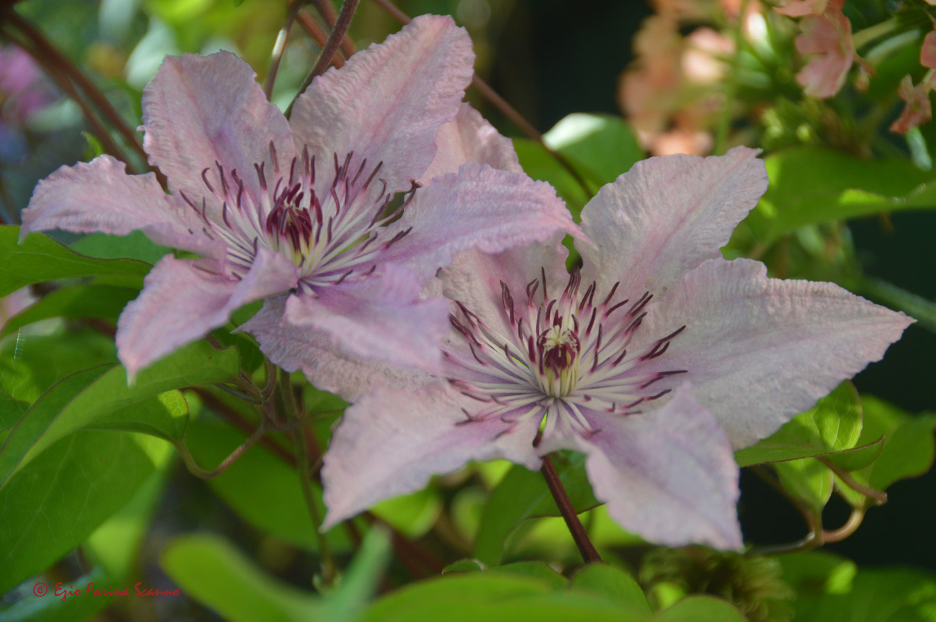 Nikon D3200 + AF DC-Nikkor 135mm f/2D sample photo. Fiori photography