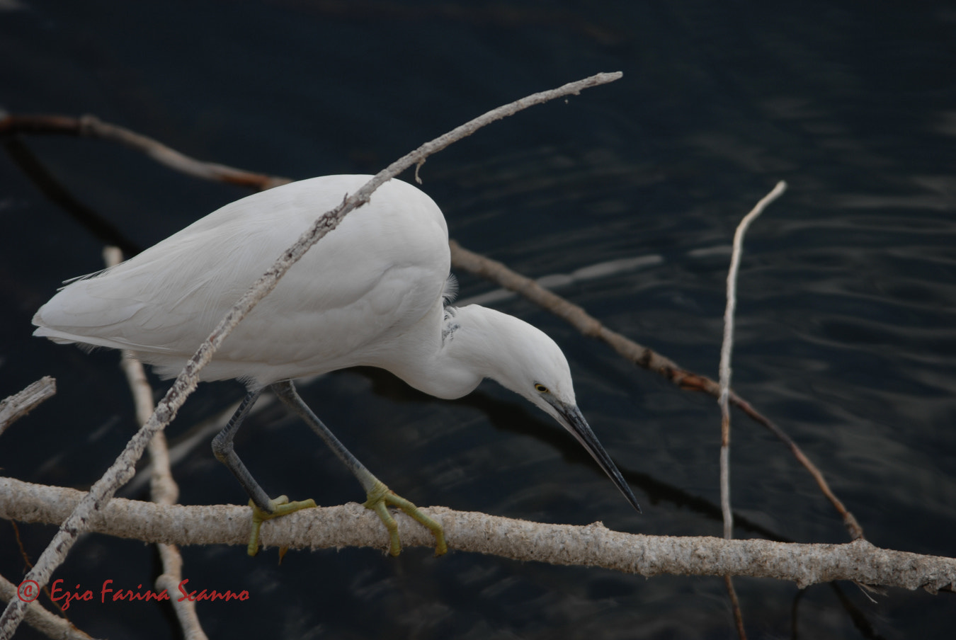 Sigma 80-400mm F4.5-5.6 EX OS sample photo. Garzetta a caccia photography