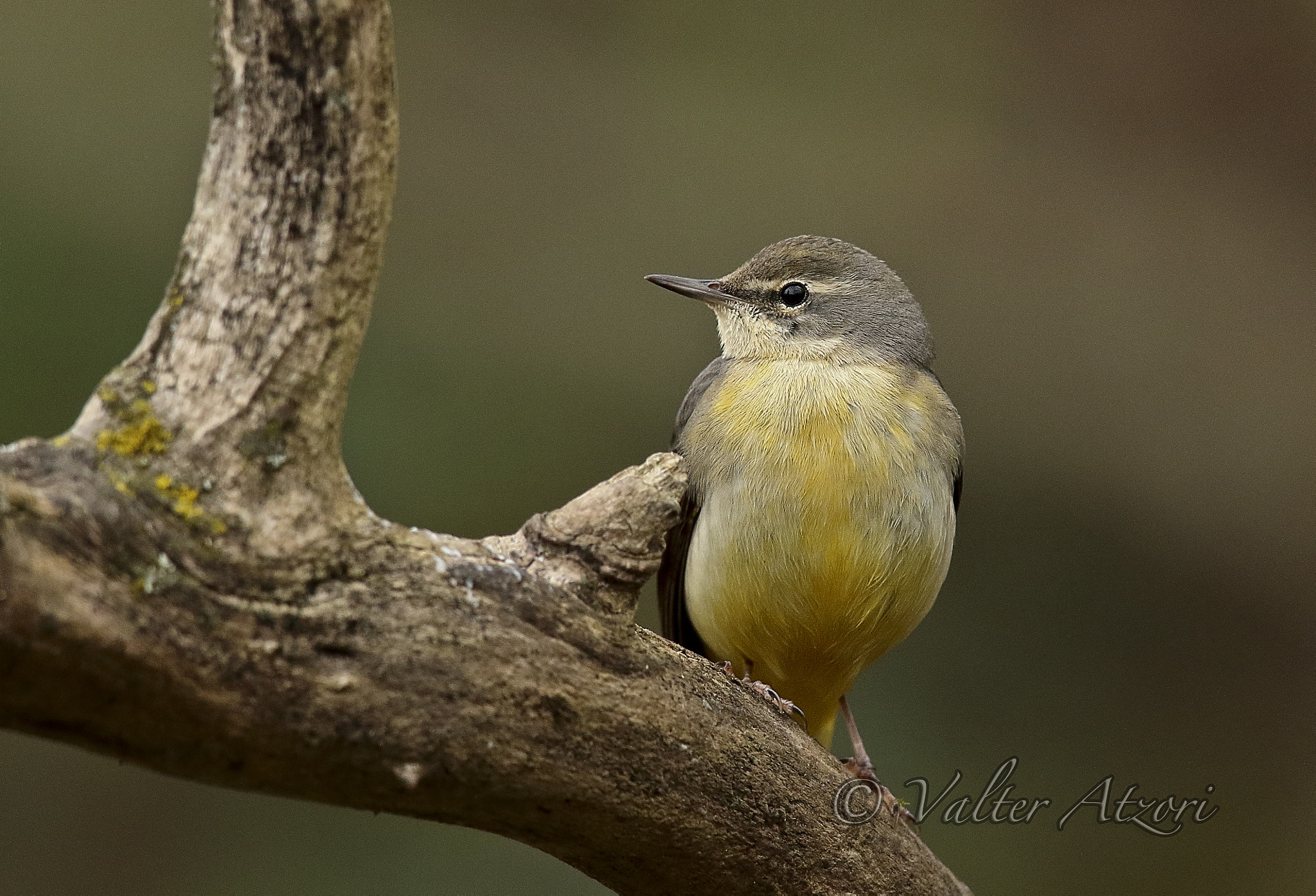 Canon EF 600mm f/4L IS sample photo. Wagtail photography