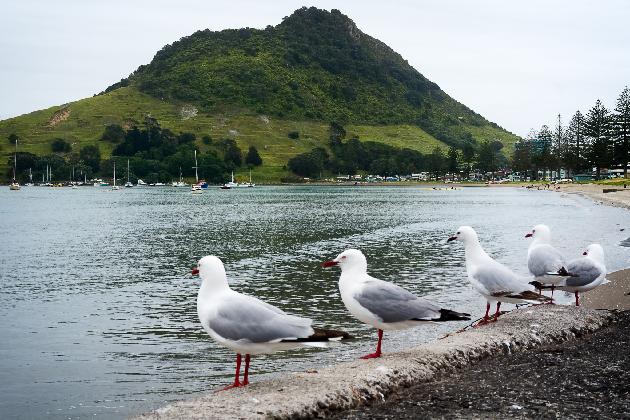 Sony a6000 + Sony Sonnar T* FE 35mm F2.8 ZA sample photo. Tauranga photography