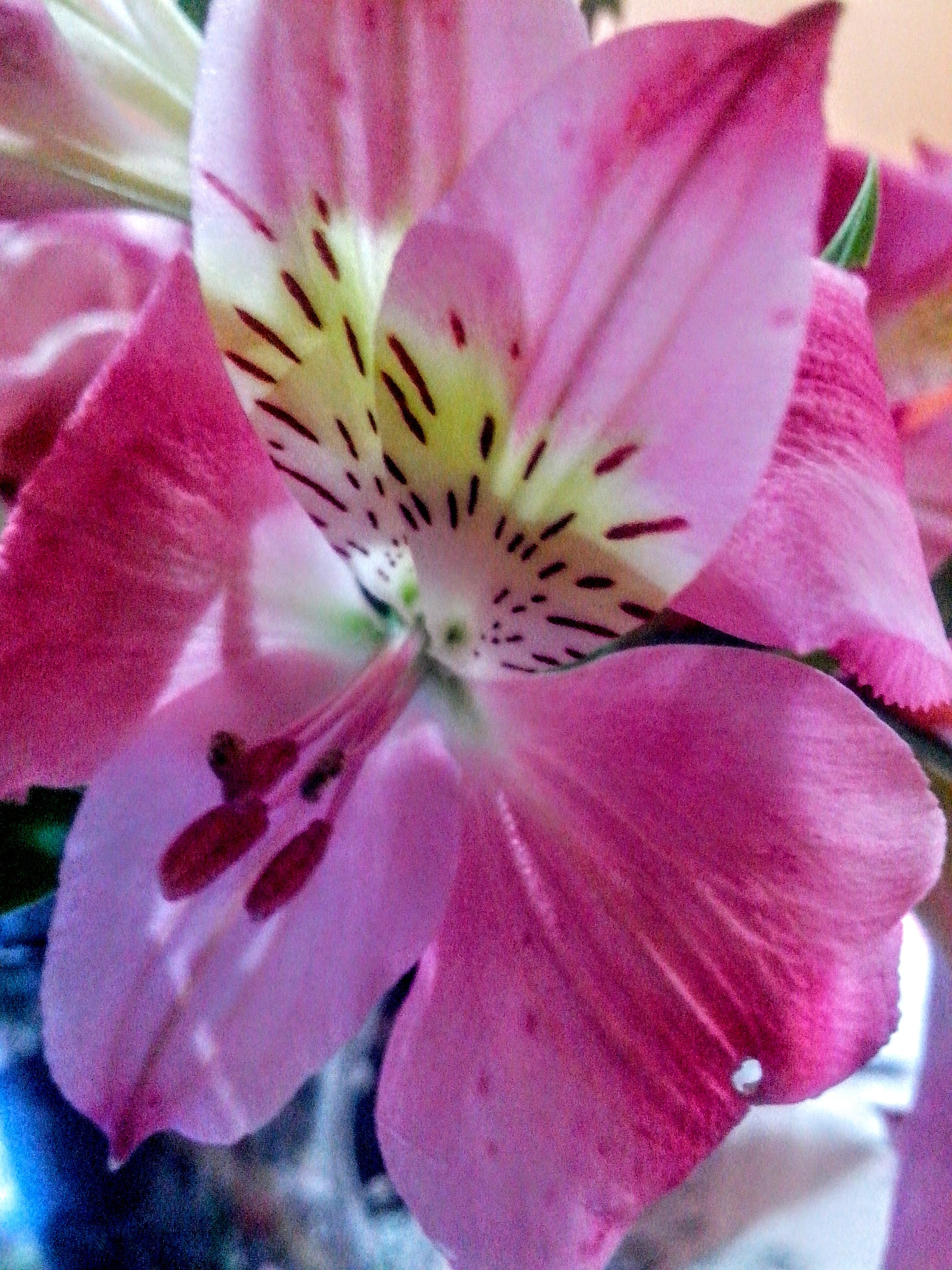 Motorola RAZR D1 sample photo. Flower  photography