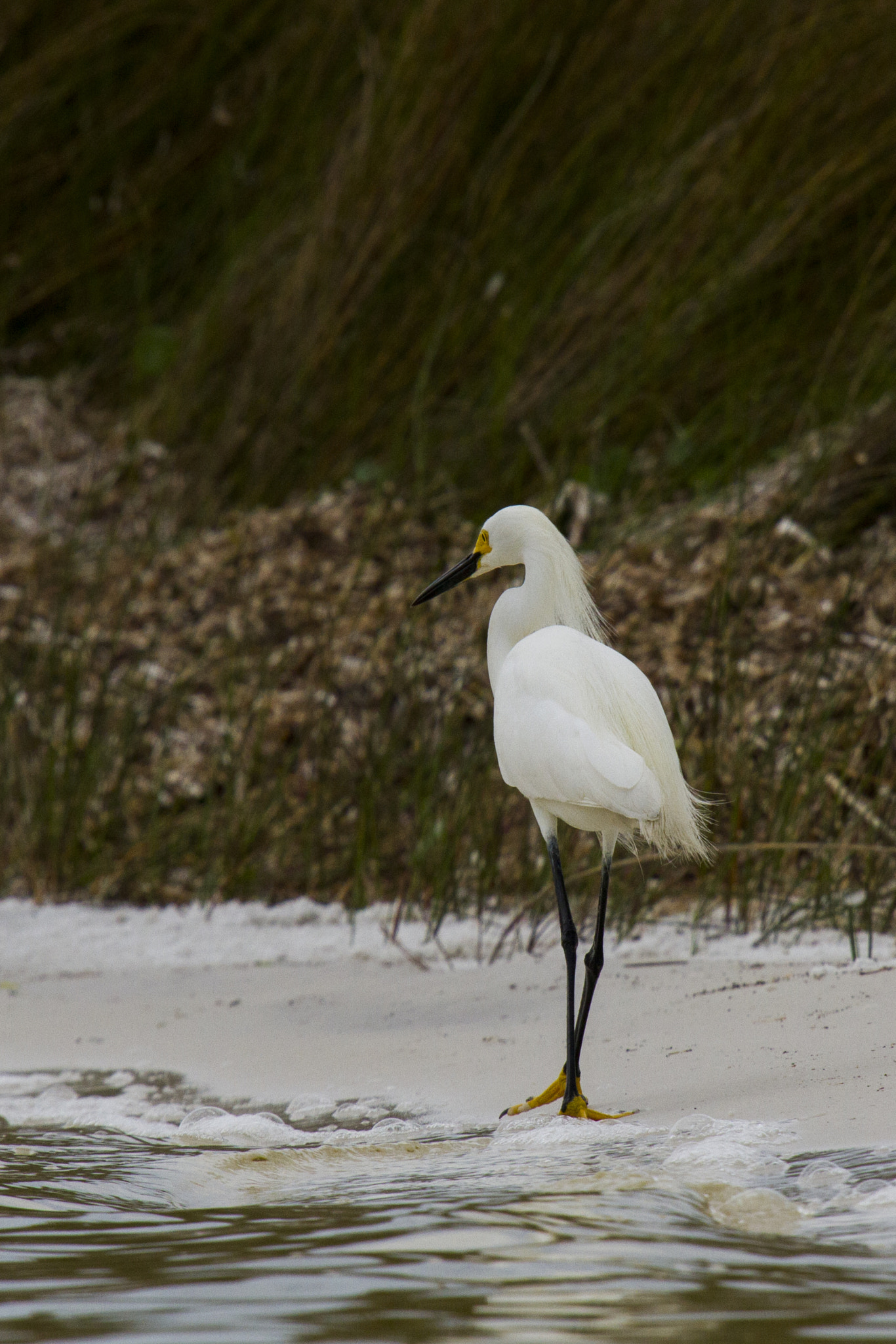 Sigma 50-500mm f/4-6.3 APO HSM EX sample photo. Beach stroll photography