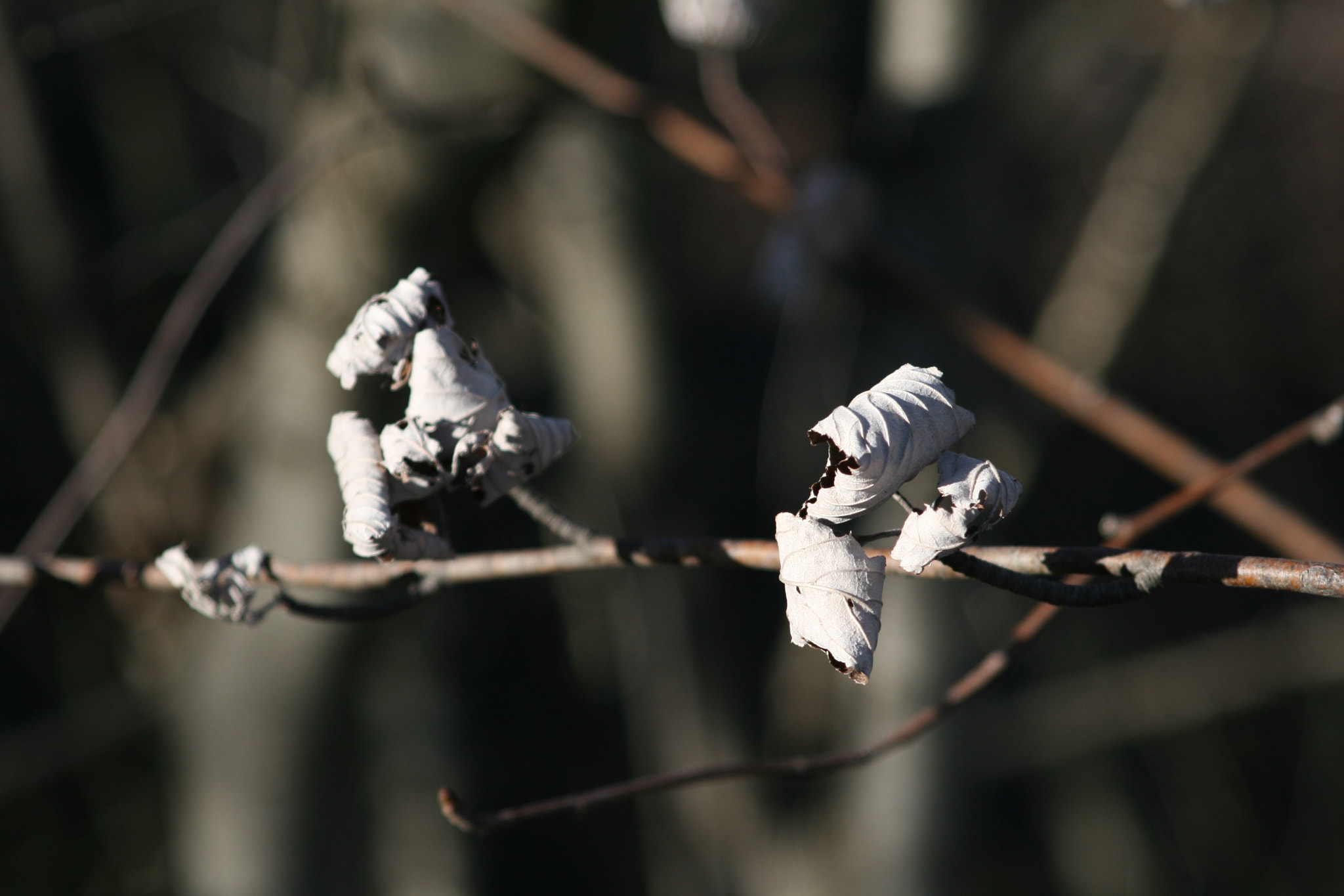 Canon EF 28-105mm f/3.5-4.5 USM sample photo. Winter leaves photography