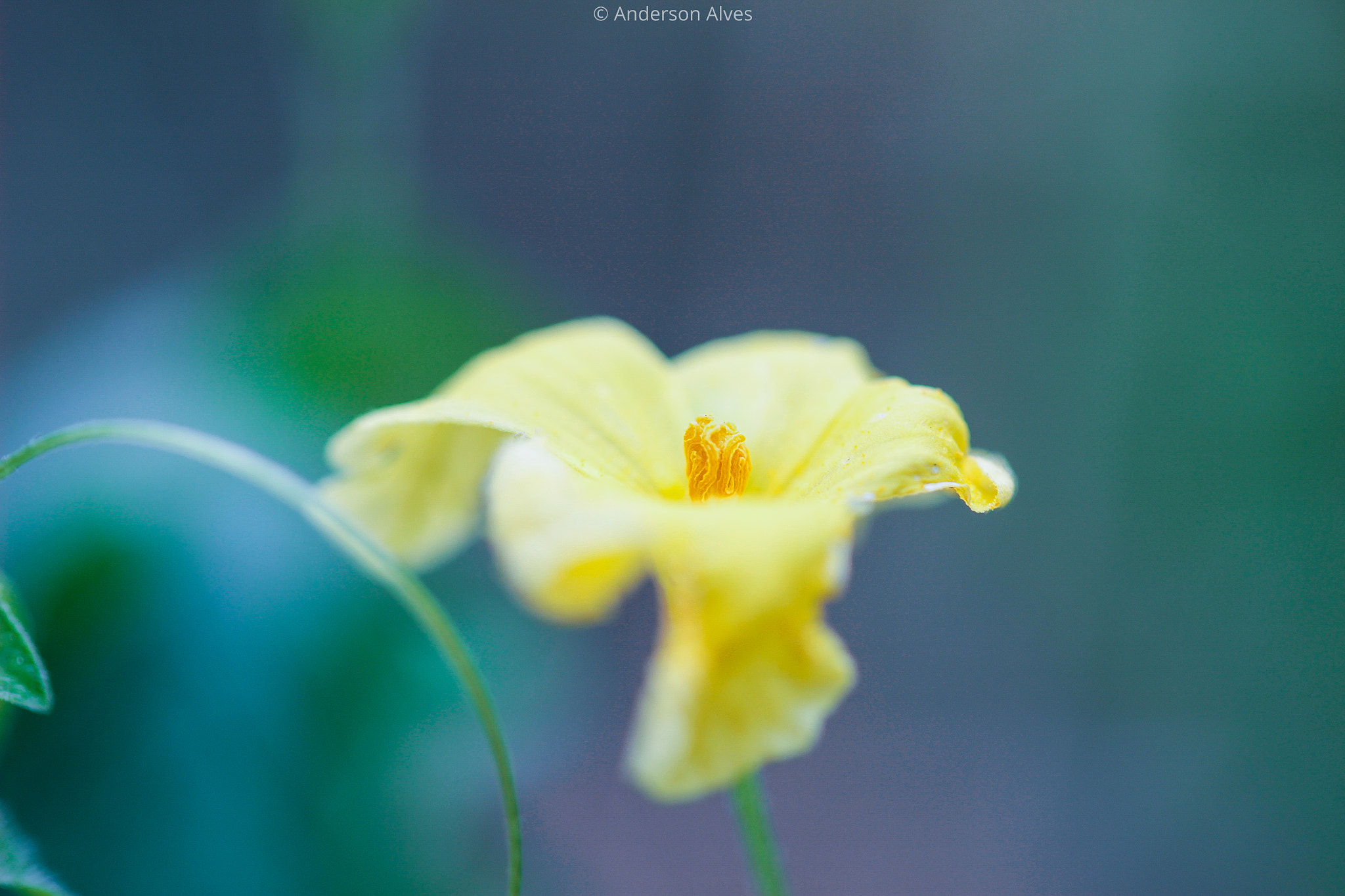 Canon EF-S 60mm F2.8 Macro USM sample photo. Yellow photography