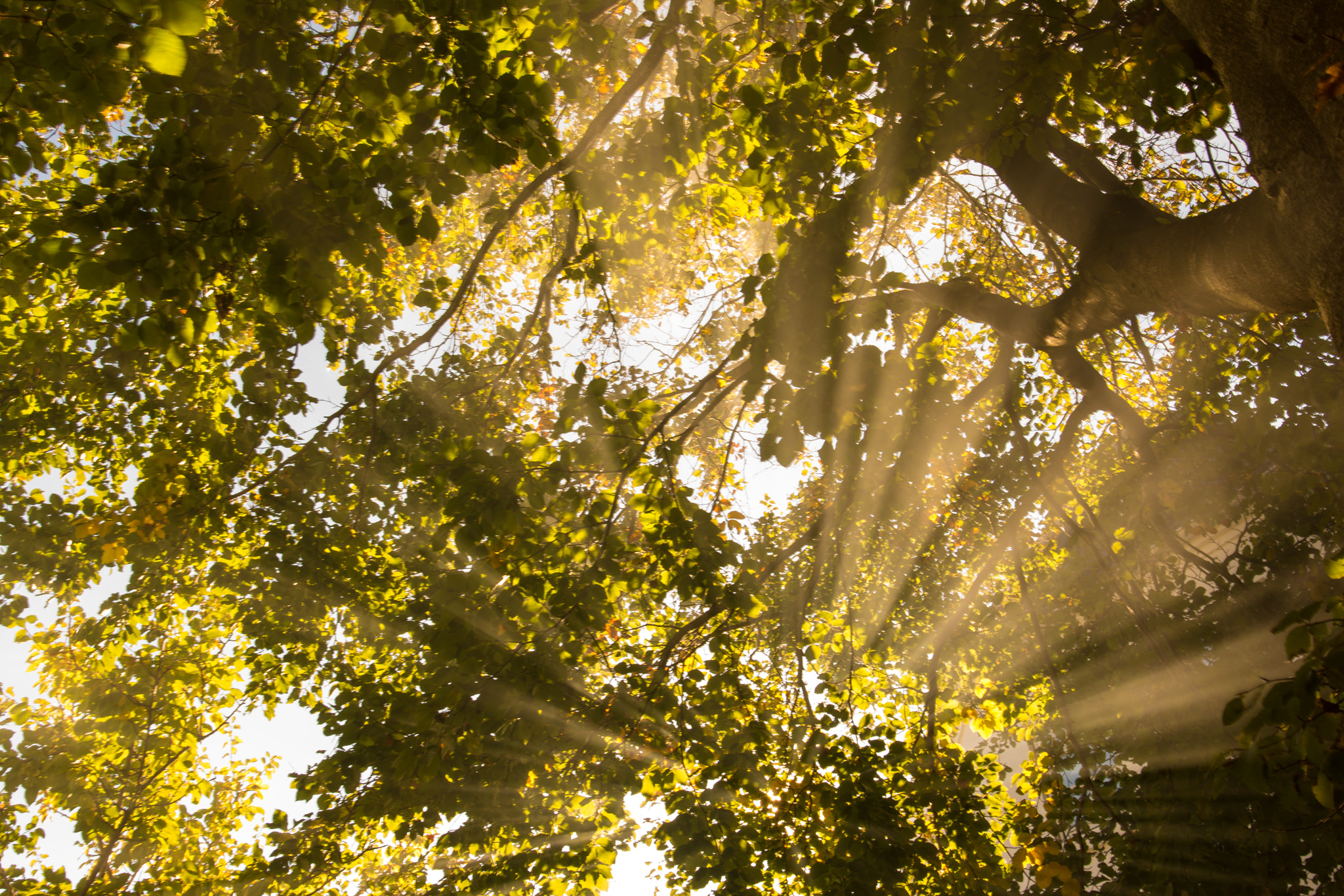 Nikon D7100 + Nikon AF-S Nikkor 20mm F1.8G ED sample photo. Tree top photography
