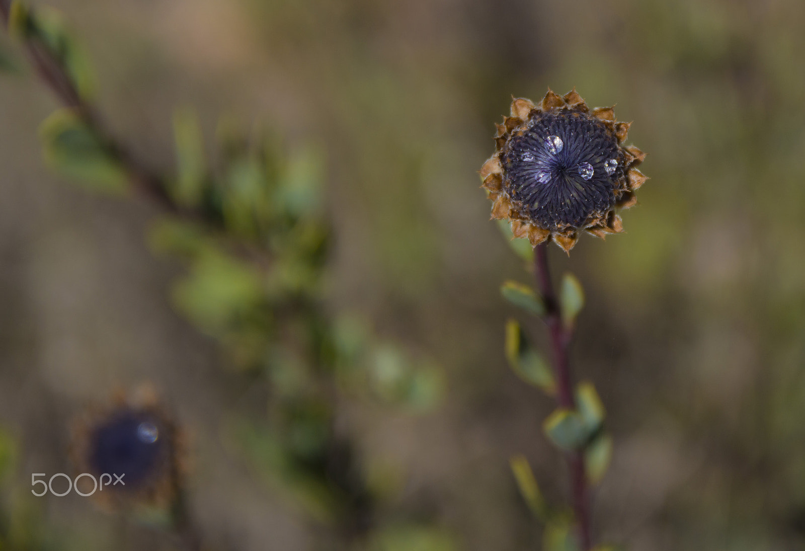 Sigma 17-70mm F2.8-4 DC Macro OS HSM | C sample photo. Death flower photography