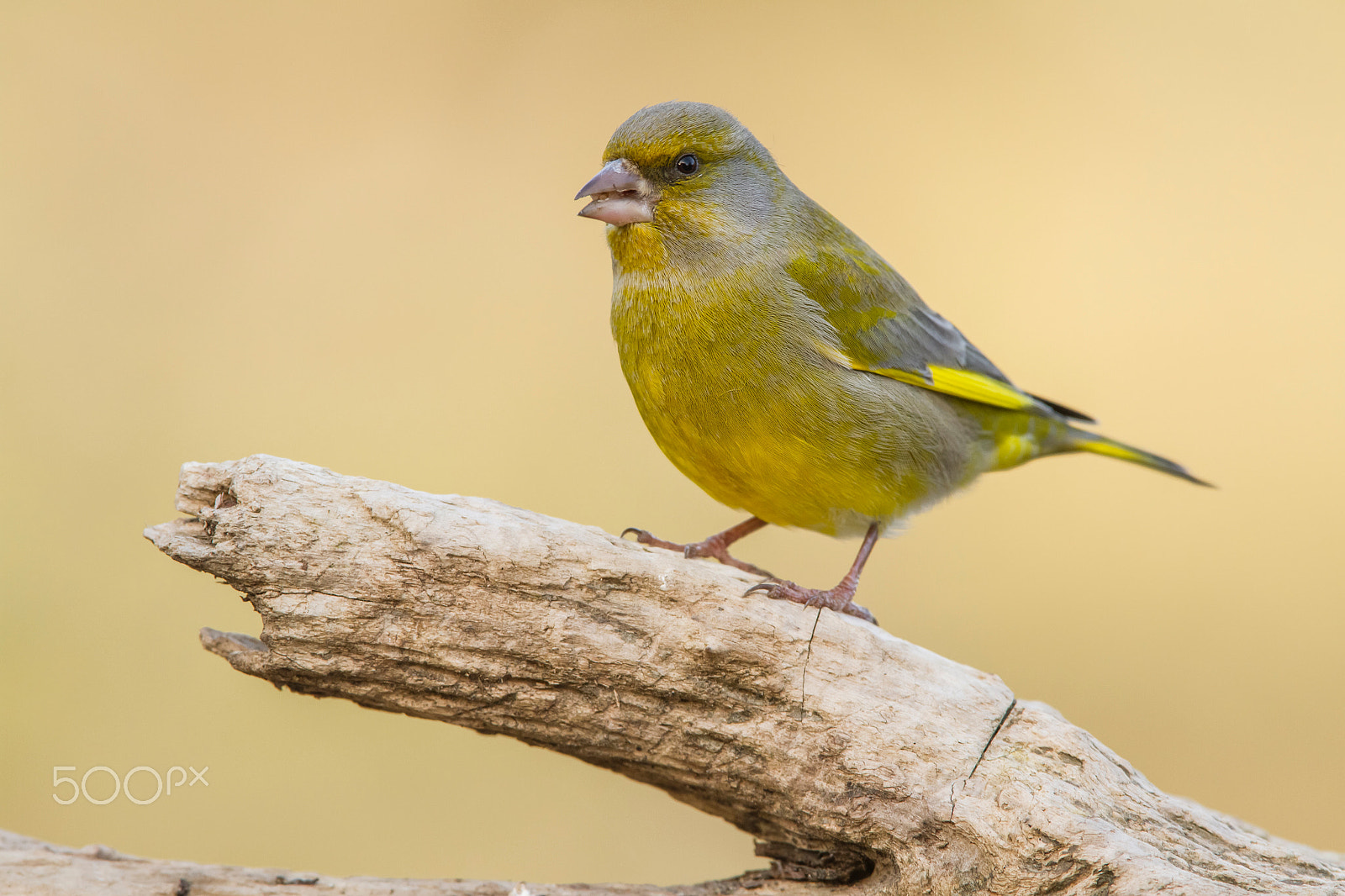 Canon EF 300mm F2.8L IS USM sample photo. Hide photography in lithuania photography