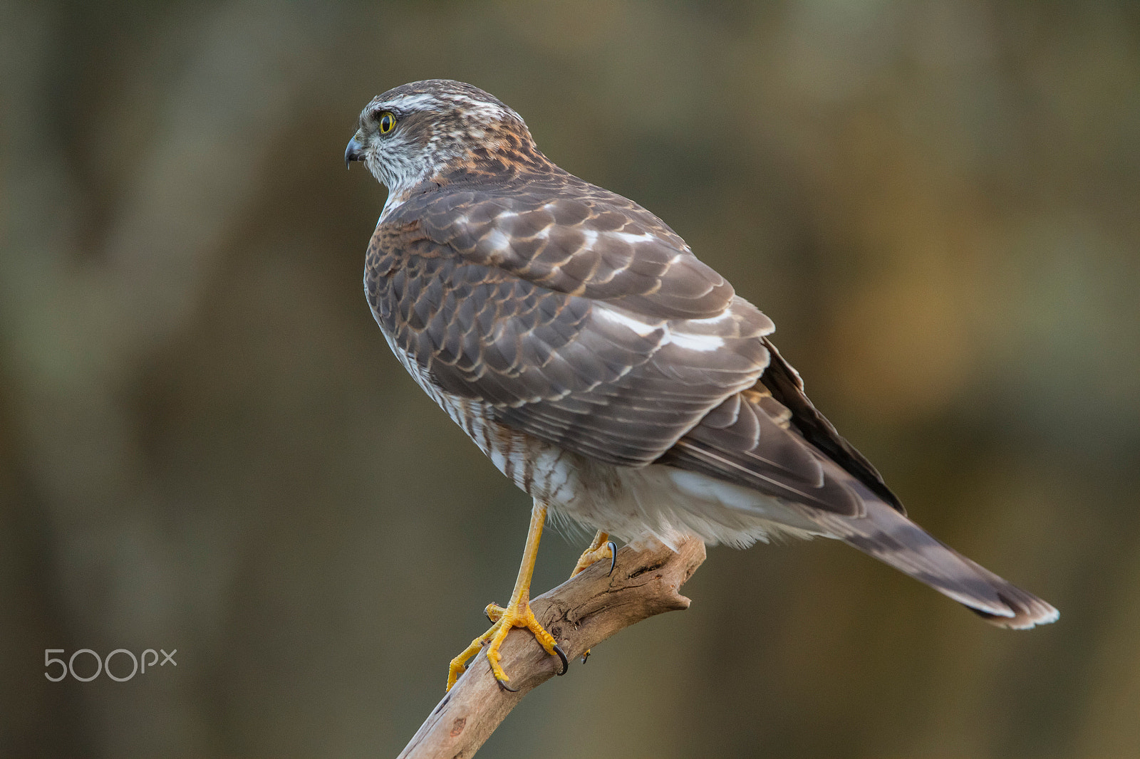 Canon EF 300mm F2.8L IS USM sample photo. Hide photography in lithuania photography