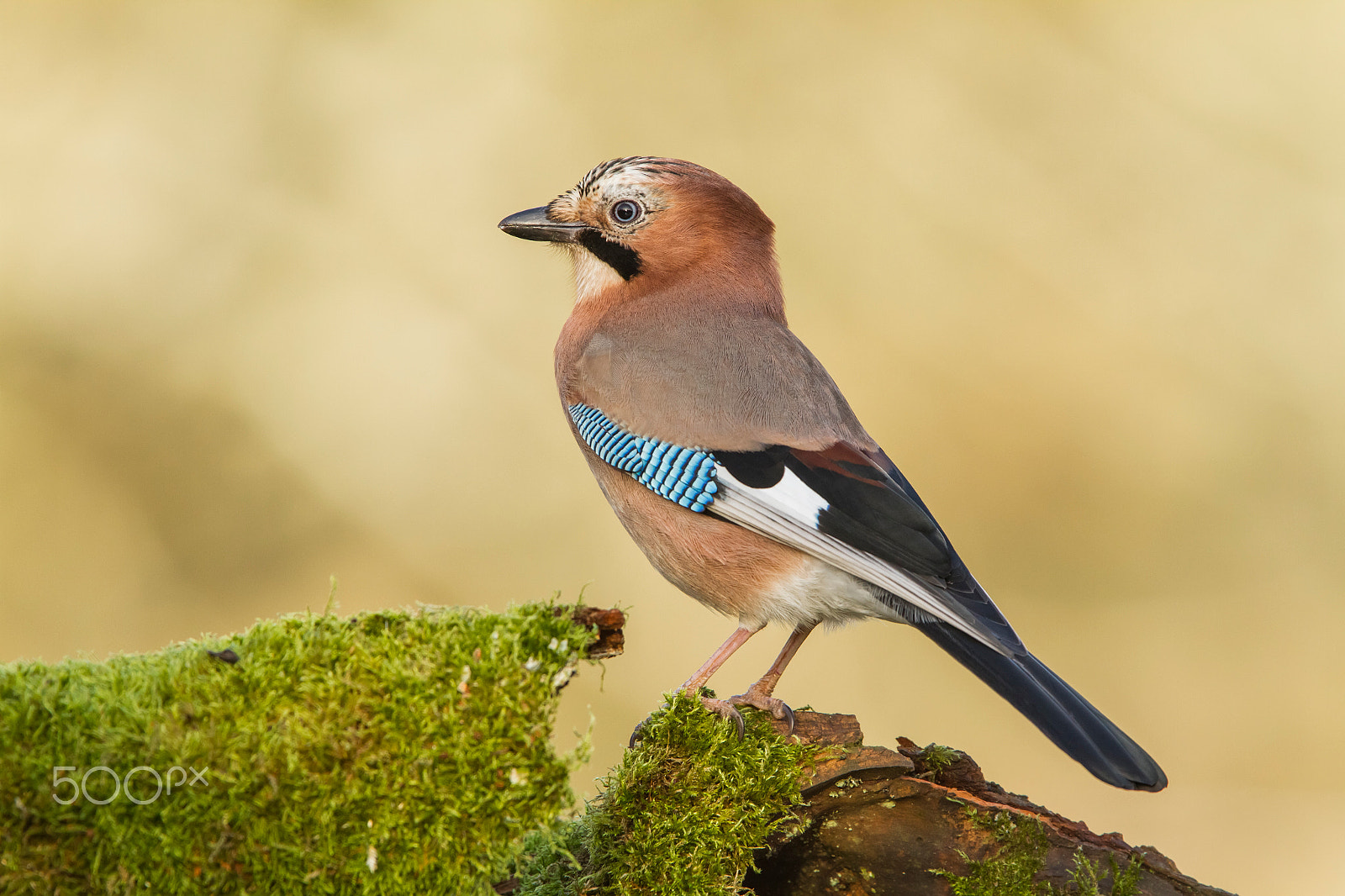 Canon EF 300mm F2.8L IS USM sample photo. Hide photography in lithuania photography