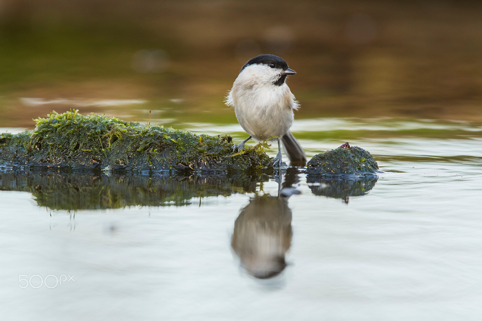 Canon EF 300mm F2.8L IS USM sample photo. Hide photography in lithuania photography