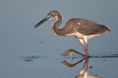 Canon EOS-1D Mark IV + Canon EF 600mm F4L IS USM sample photo. Tricolored heron stepping photography
