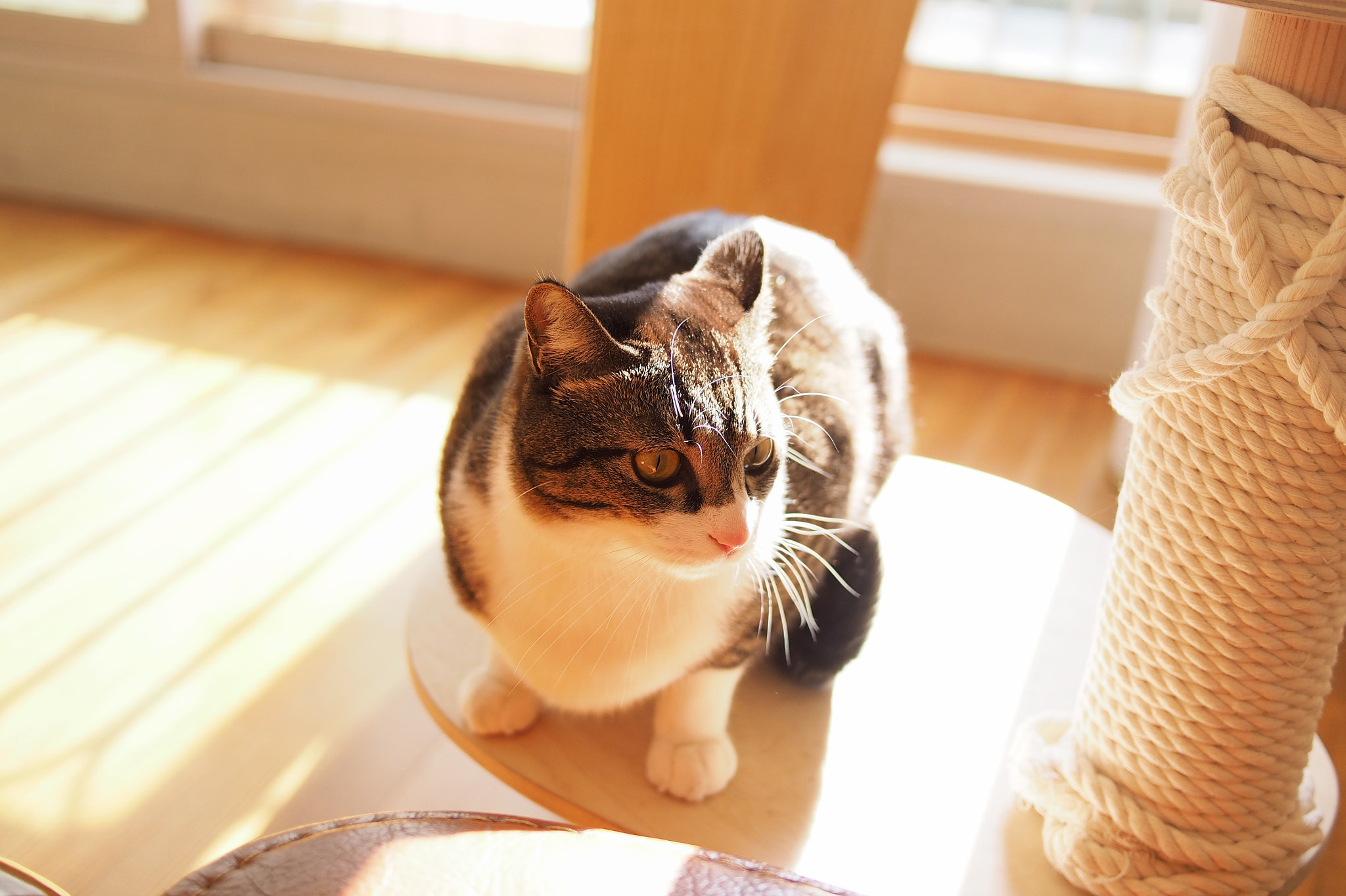 Olympus PEN E-P5 + LUMIX G 20/F1.7 II sample photo. My lovely cat photography