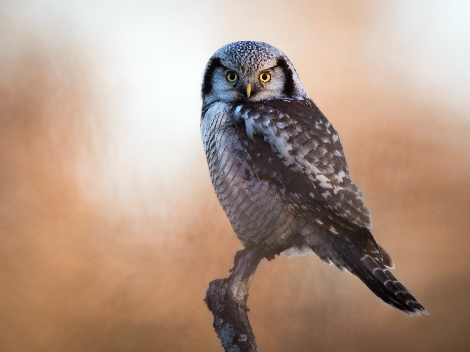 Canon EF 400mm F2.8L IS II USM sample photo. Northern hawk owl photography