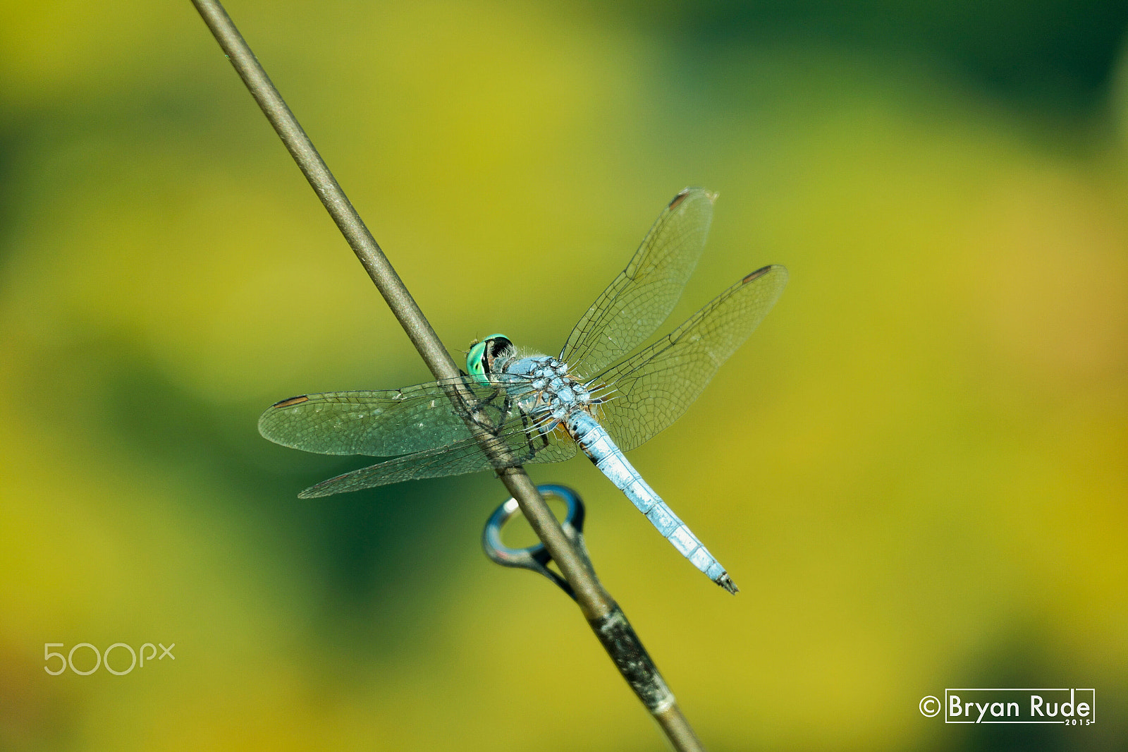 Samsung NX30 + NX 50-200mm F4-5.6 sample photo. Mighty dragonfly photography