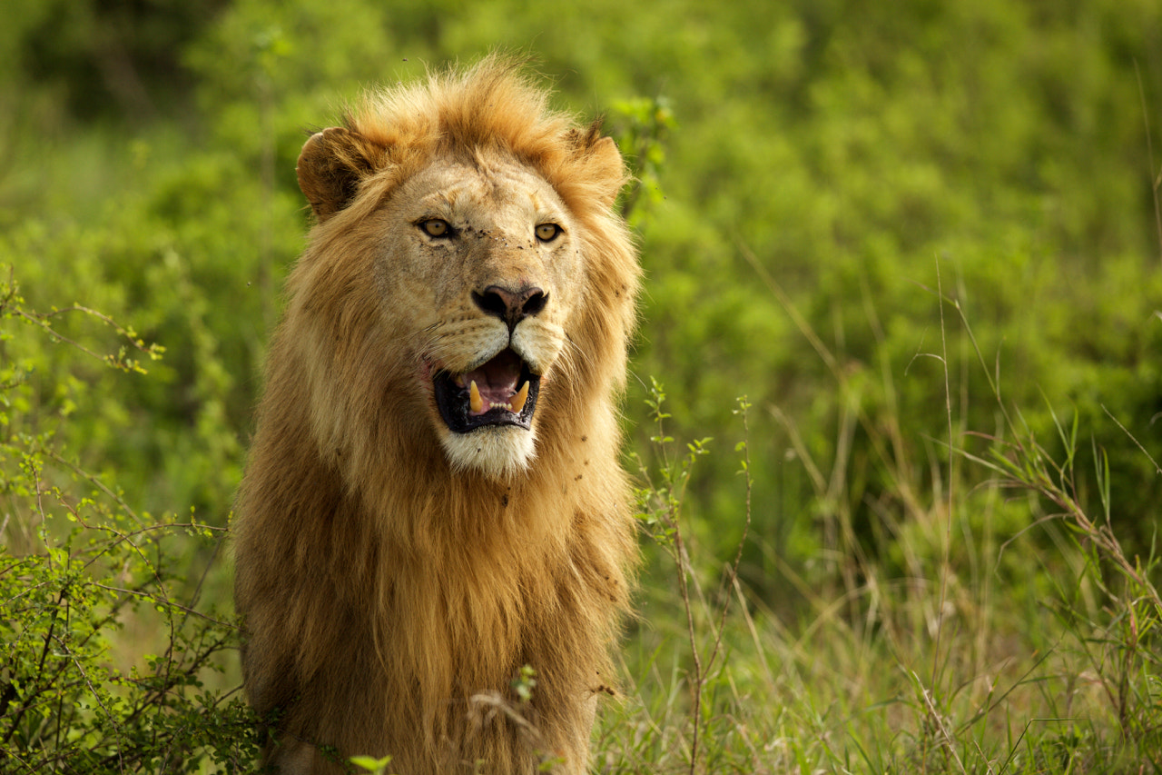 Canon EF 500mm F4L IS II USM sample photo. Lion 4 photography
