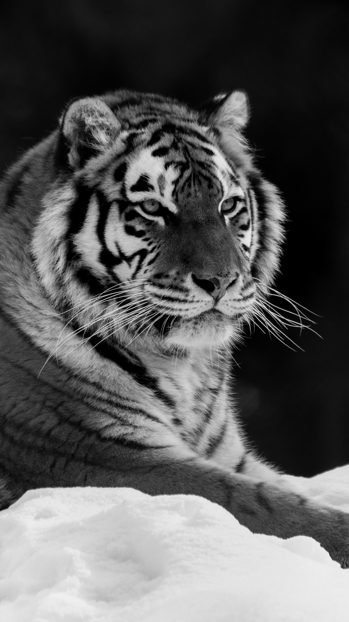 Canon EF 70-300mm F4-5.6 IS USM sample photo. Tigre... photography