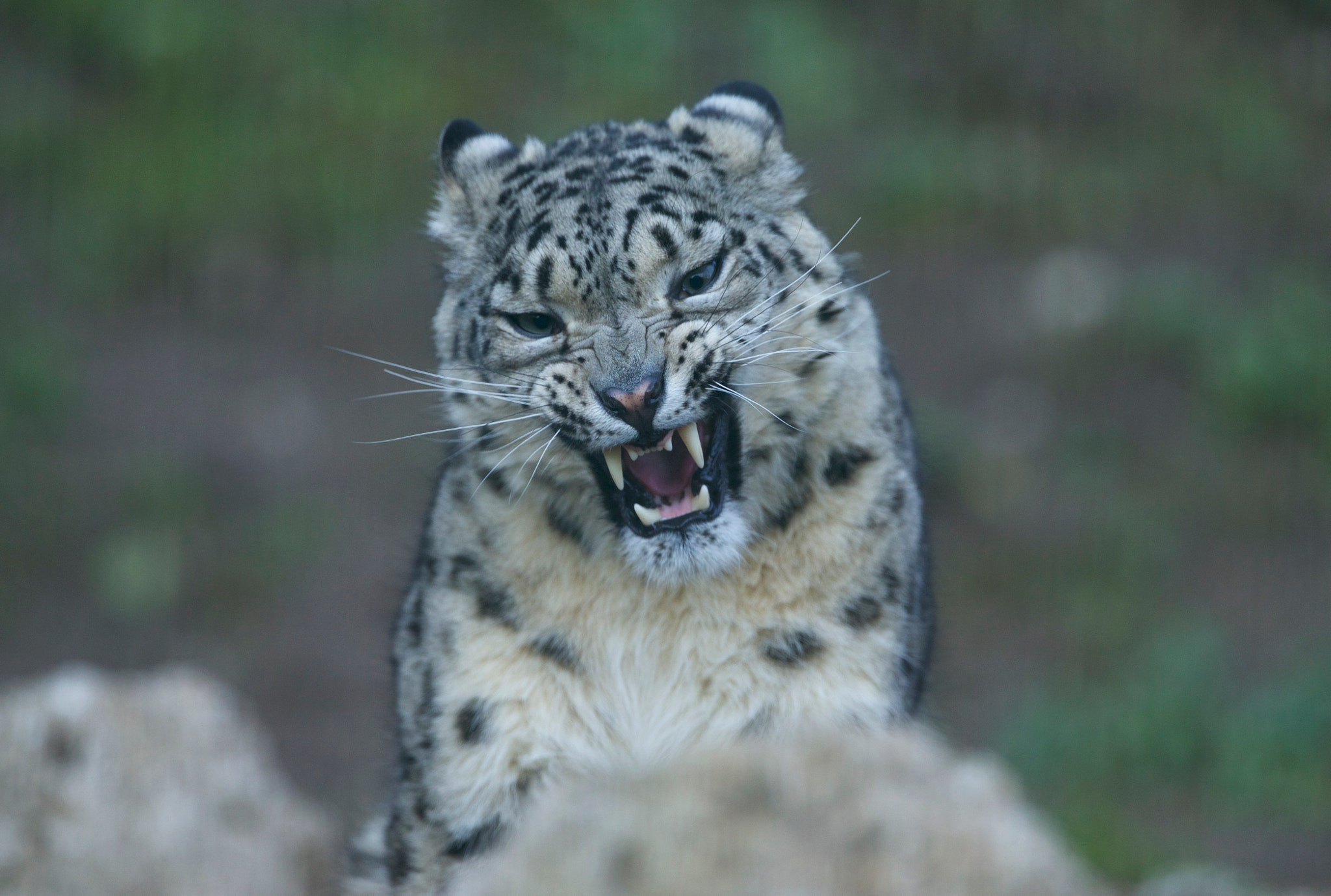 Canon EF 300mm F2.8L IS II USM sample photo. Geeta photography