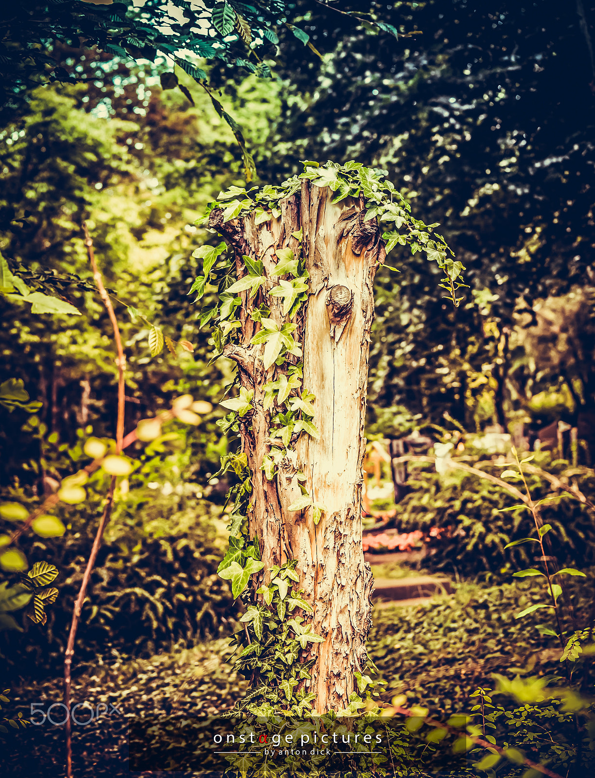 Panasonic Lumix DMC-G5 sample photo. Stub of a tree photography