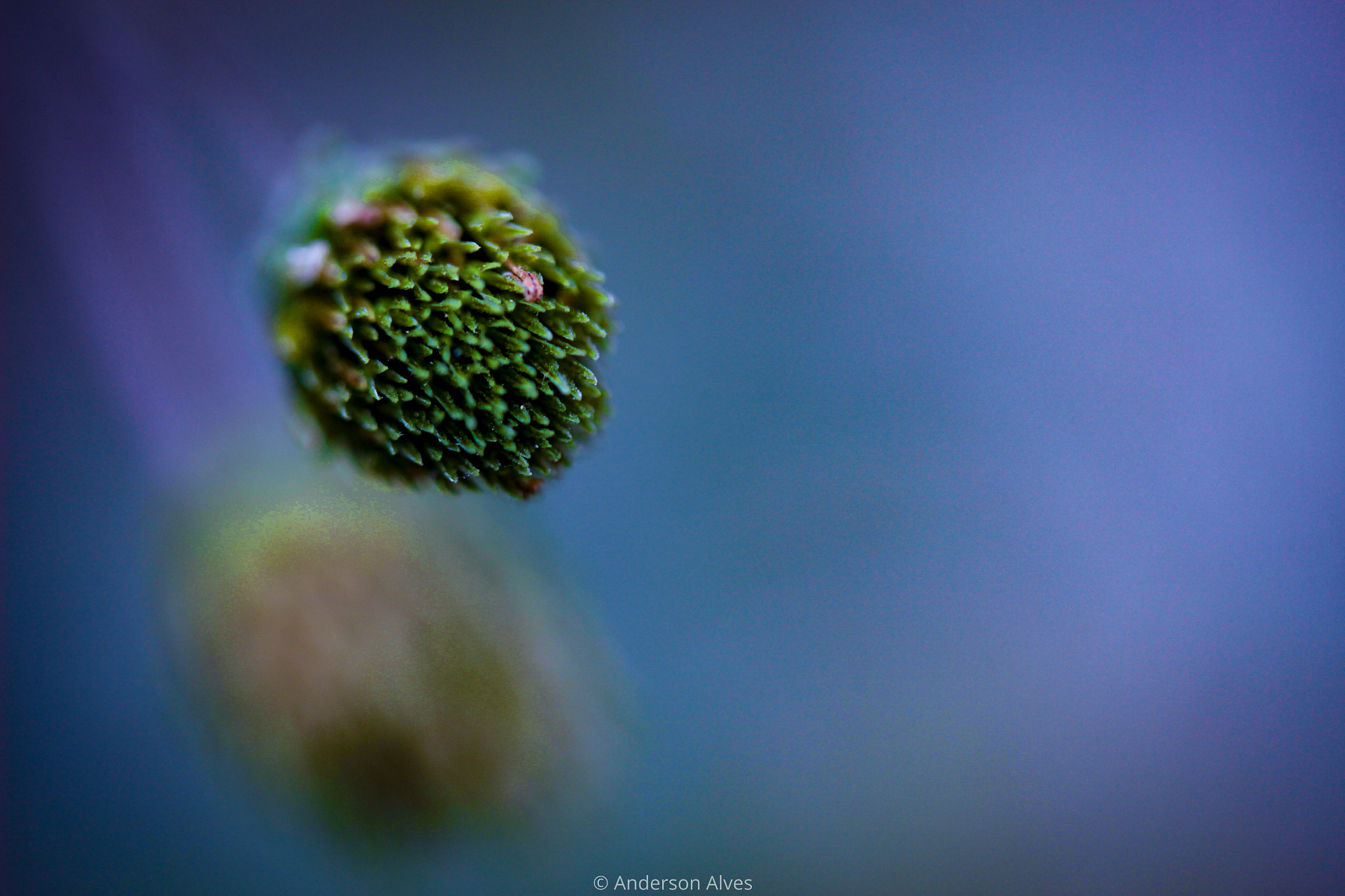 Canon EF-S 60mm F2.8 Macro USM sample photo. Hidden life photography