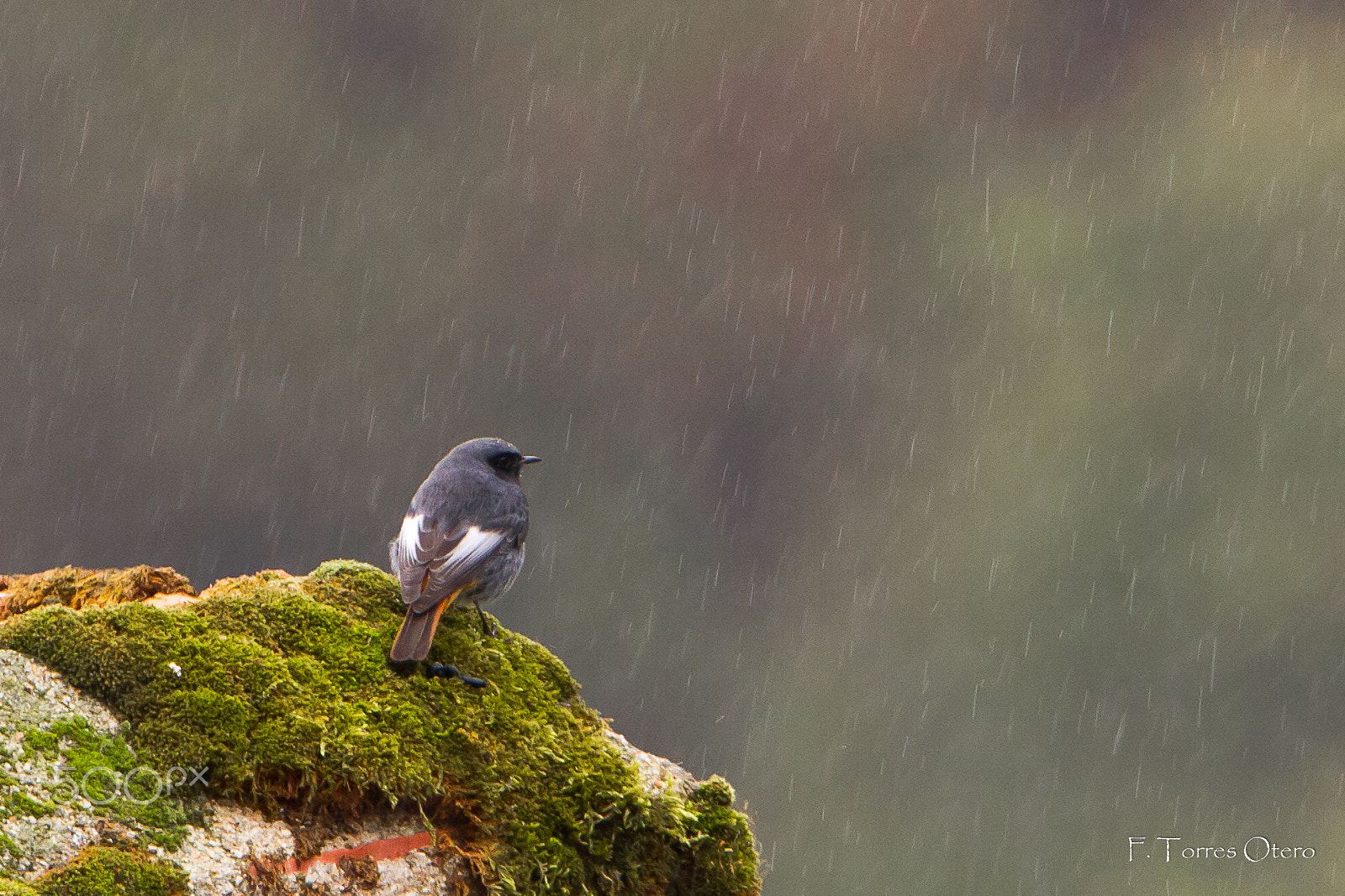 Canon EOS 7D + Tamron SP 150-600mm F5-6.3 Di VC USD sample photo. Watching the rain. photography