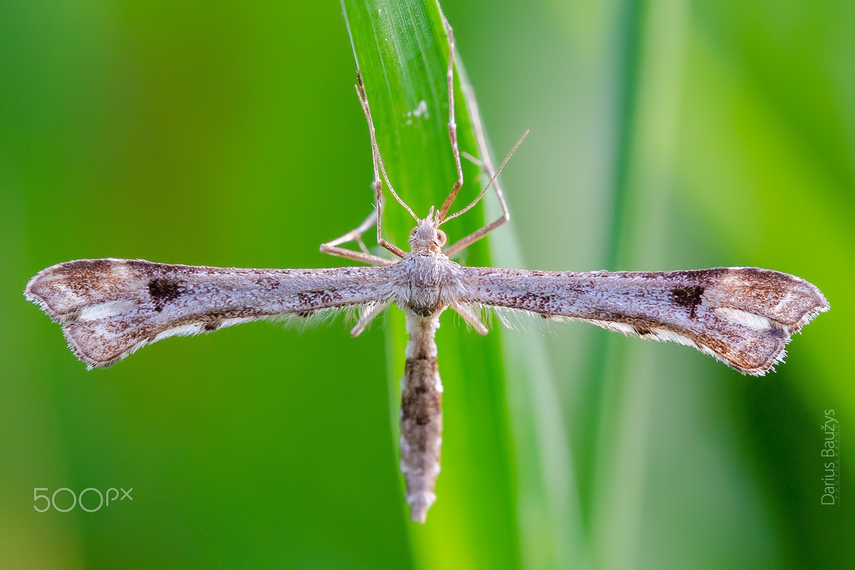 Sigma 150mm F2.8 EX DG OS Macro HSM sample photo. Plume moth photography